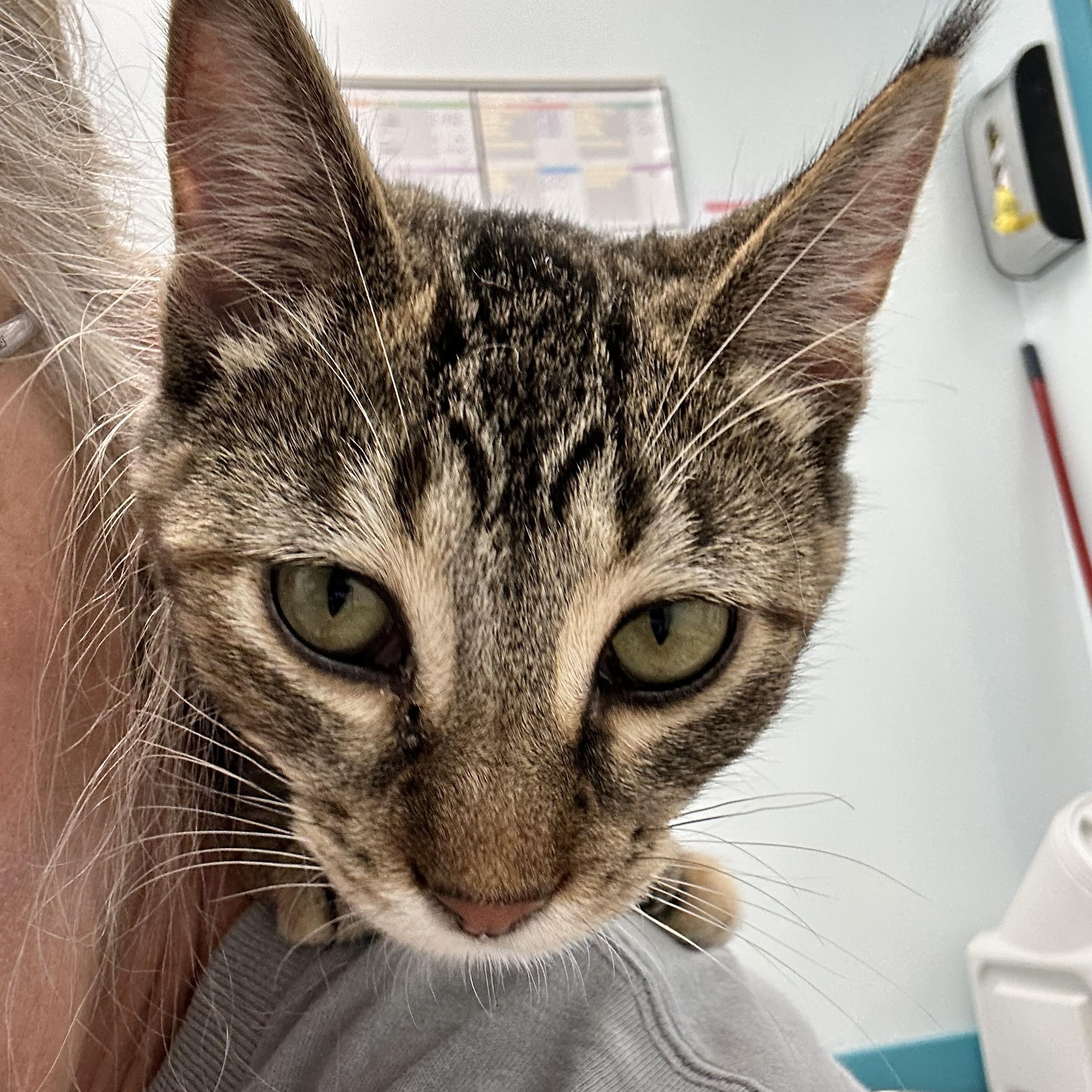 Enlarge Riley, a Adoptable Tabby in Grand Rapids, MI image 6/6