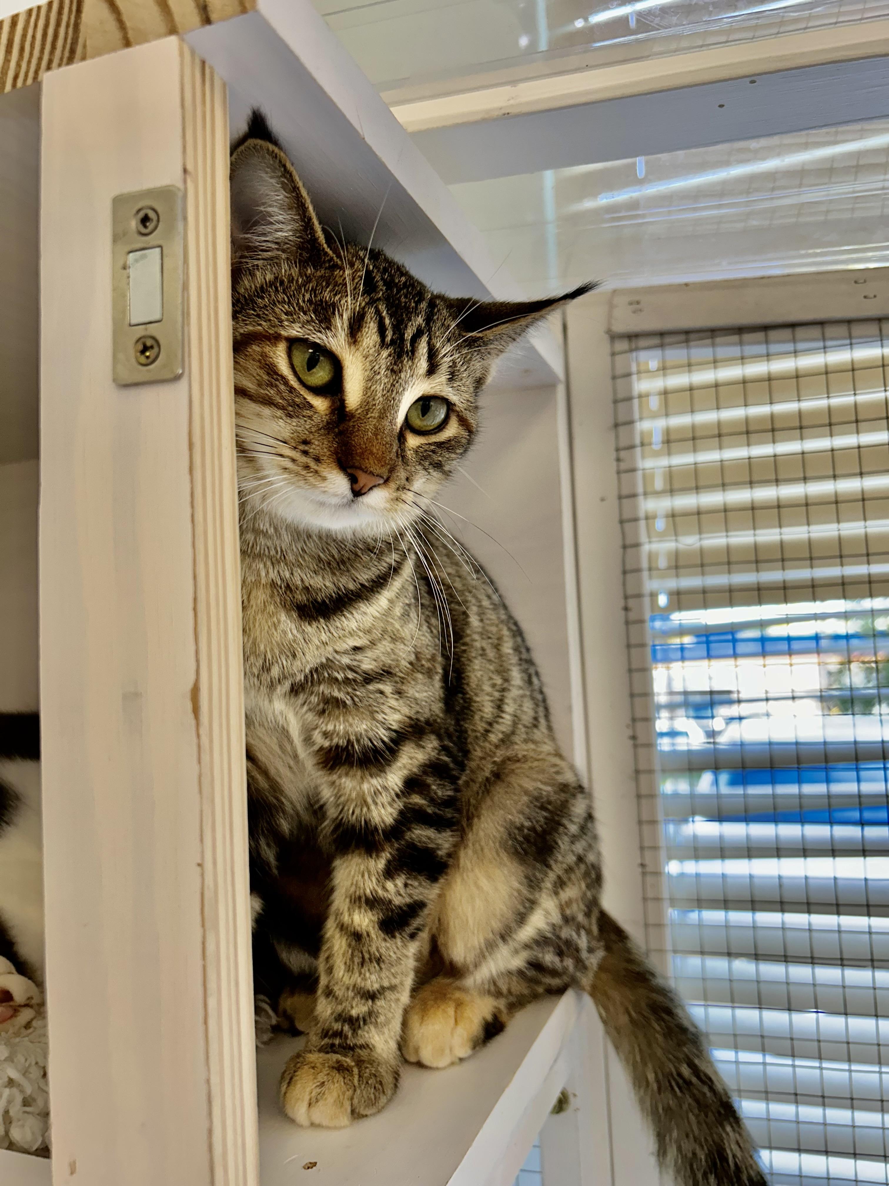 Enlarge Riley - CHOW HOUND - ADOPTION PENDING, a Adopted Tabby in Grand Rapids, MI image 2/6