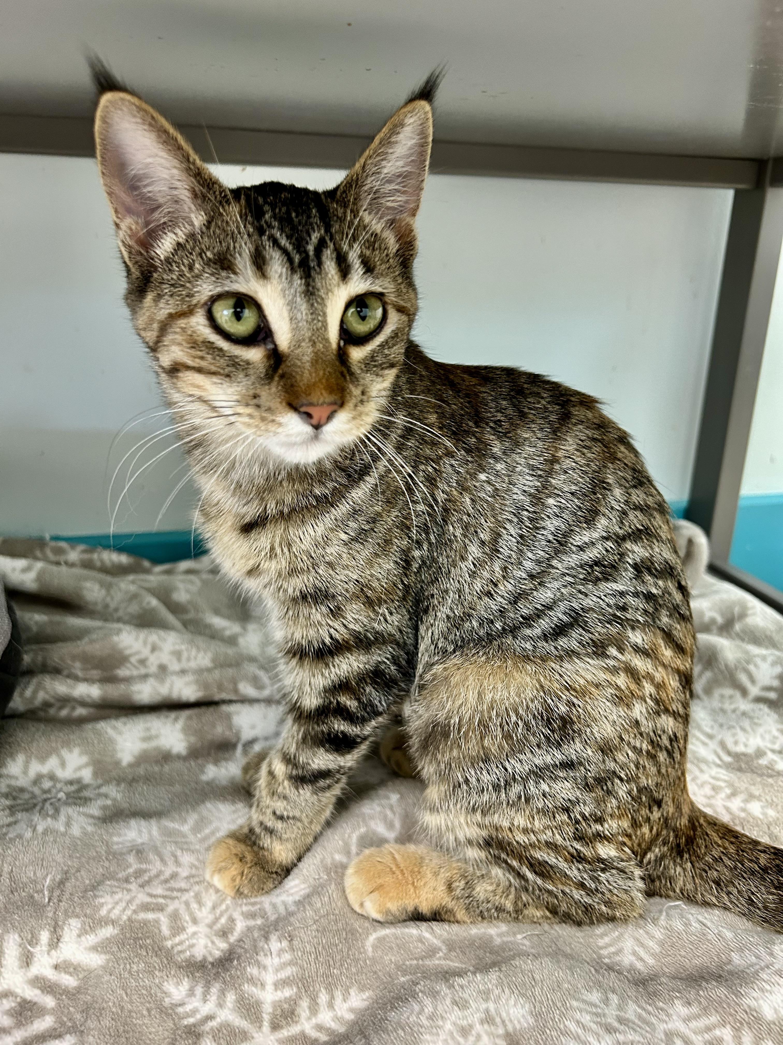 Riley, Adoptable, Kitten Female Tabby.