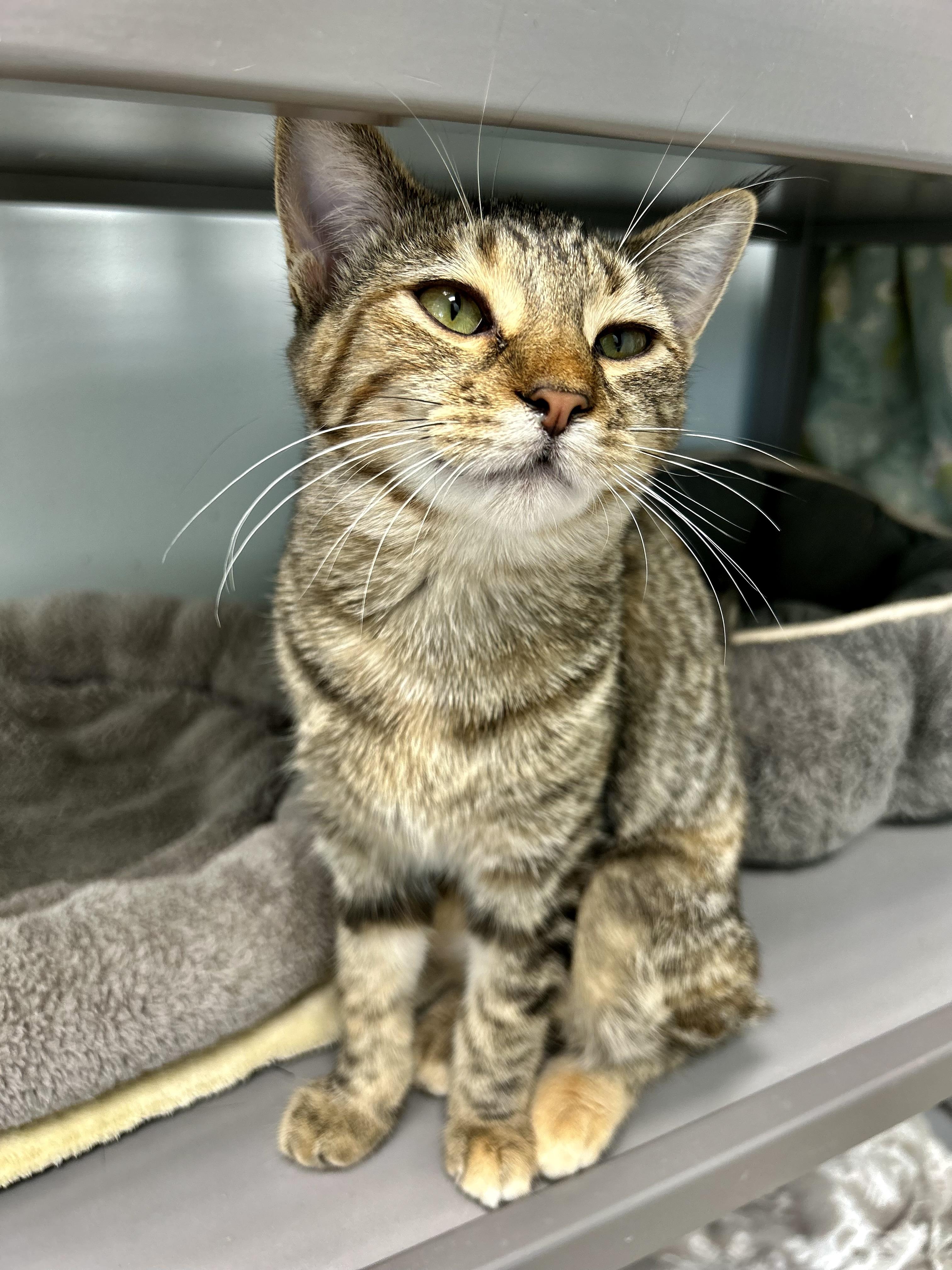 Enlarge Riley, a Adoptable Tabby in Grand Rapids, MI image 5/6
