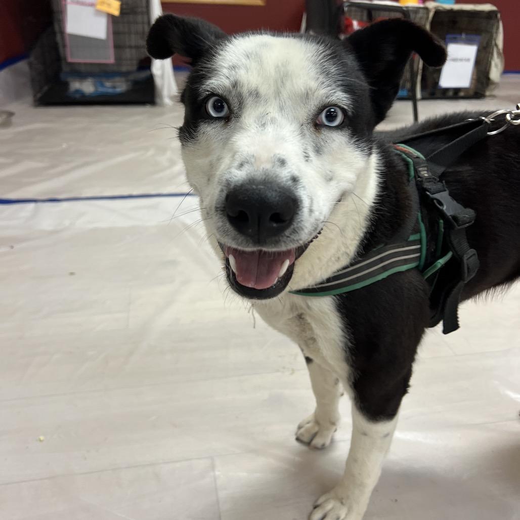 Carmalt, Adoptable, Adult Female Mixed Breed.