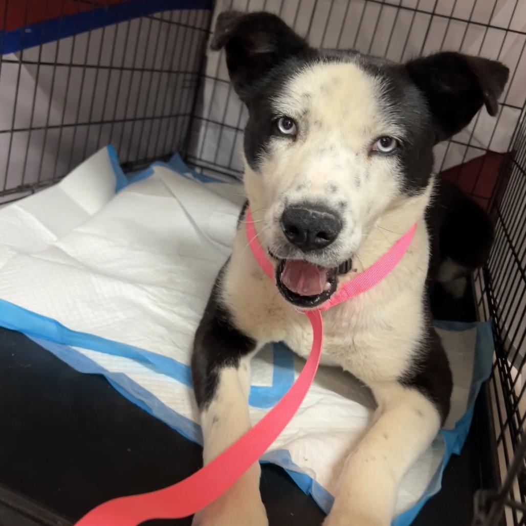Carmalt, a Adoptable Mixed Breed in Moab, UT image 2/6