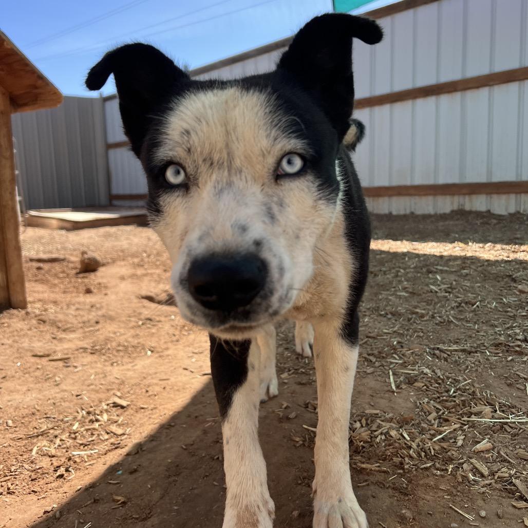 Carmalt, a Adoptable Mixed Breed in Moab, UT image 3/6