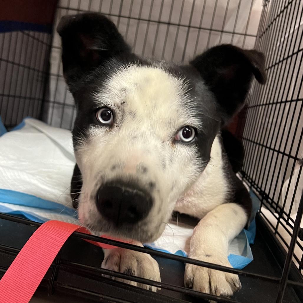 Carmalt, a Adoptable Mixed Breed in Moab, UT image 4/6