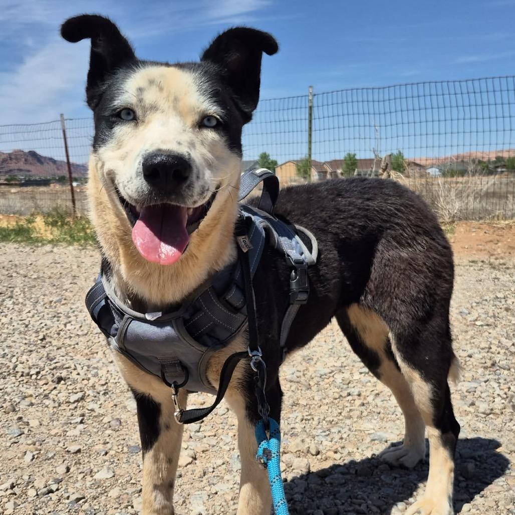 Carmalt, a Adoptable Mixed Breed in Moab, UT image 5/6