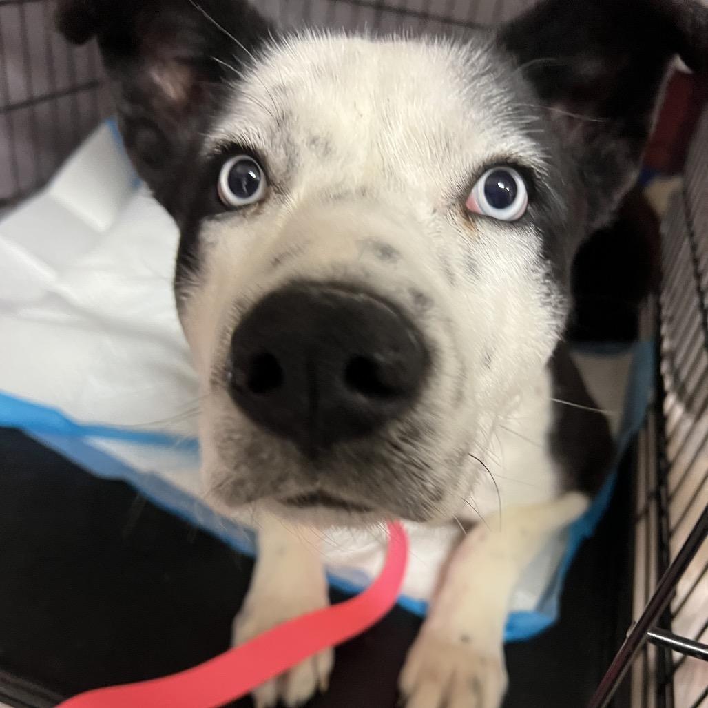 Carmalt, a Adoptable Mixed Breed in Moab, UT image 6/6