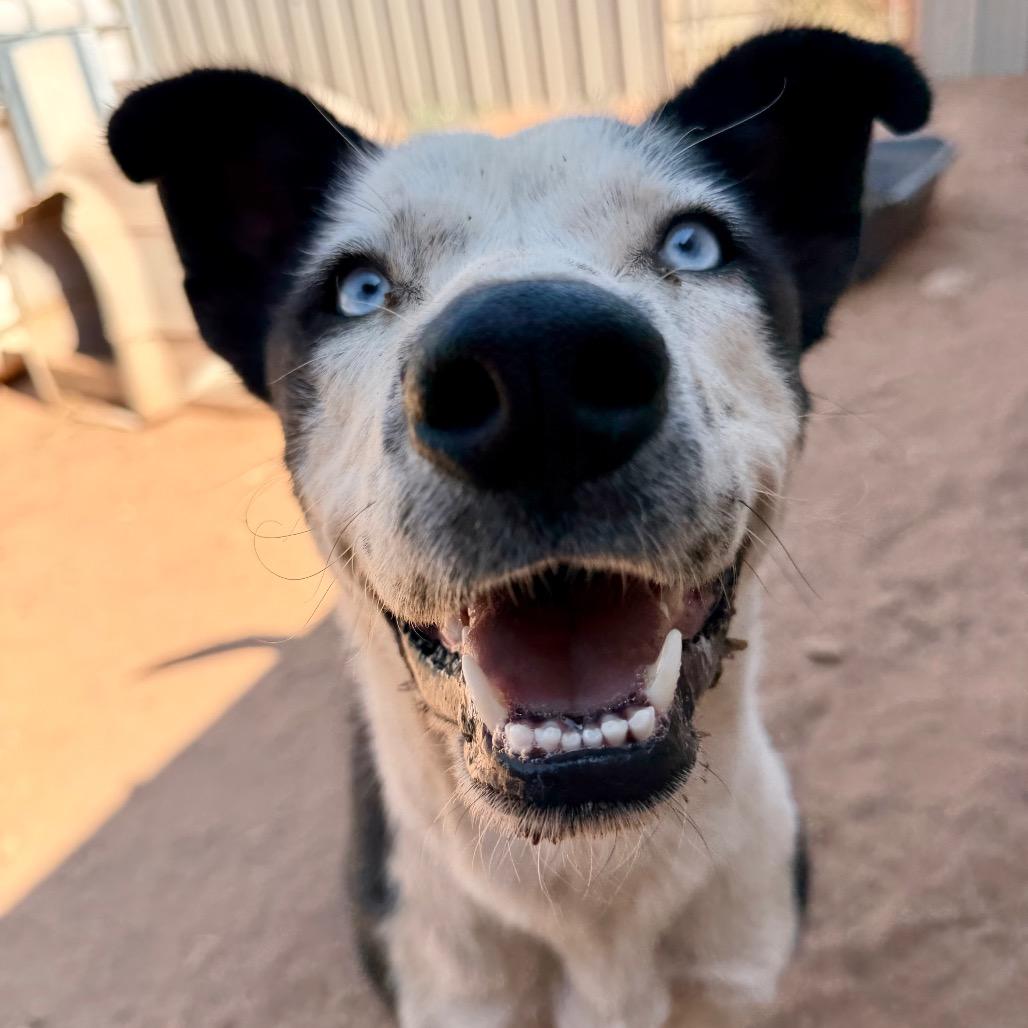 Enlarge Carmalt, a Adoptable Mixed Breed in Moab, UT image 6/6