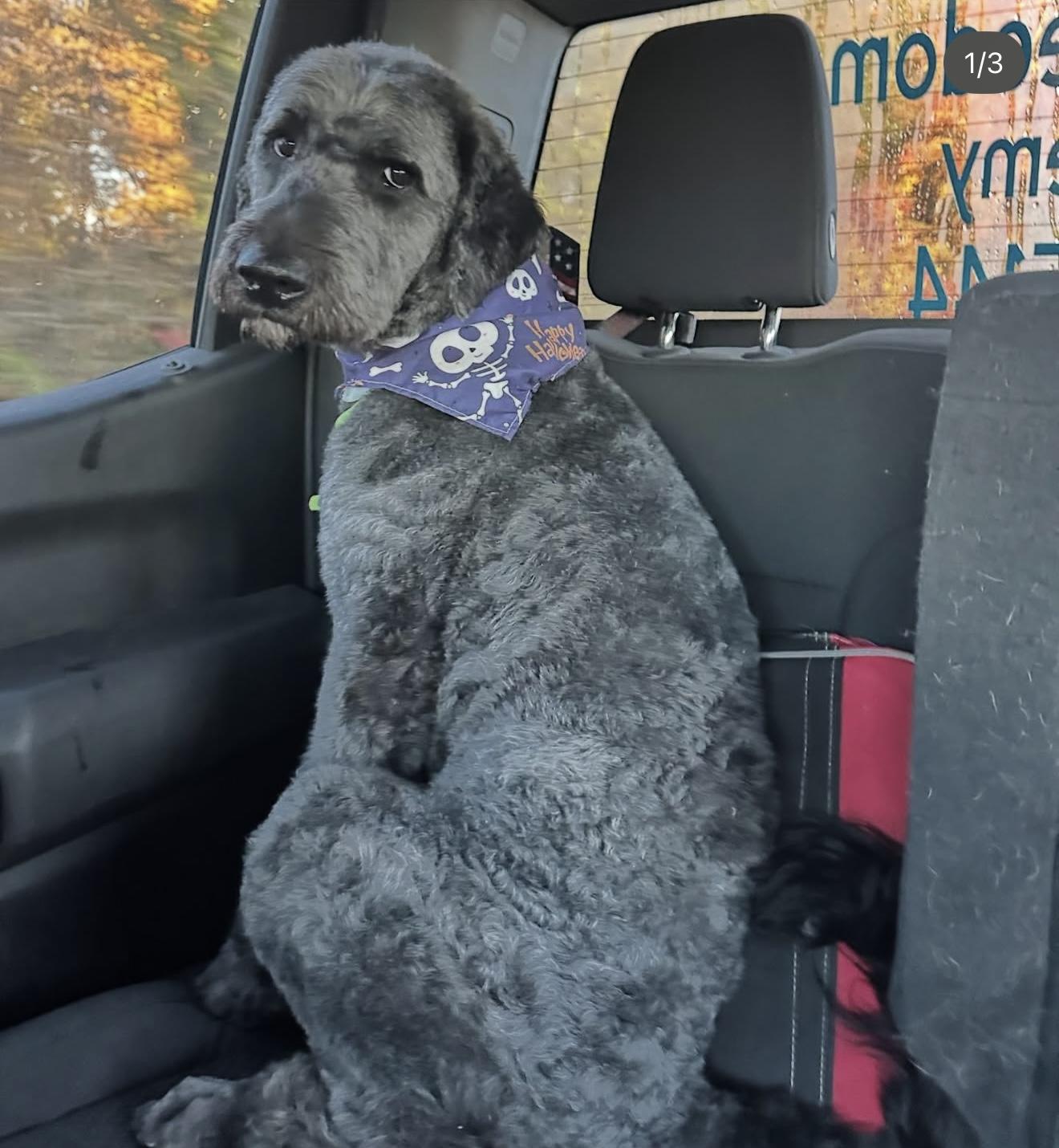 Enlarge Claude, an adopted Poodle in Bloomfield Hills, MI image 1/3