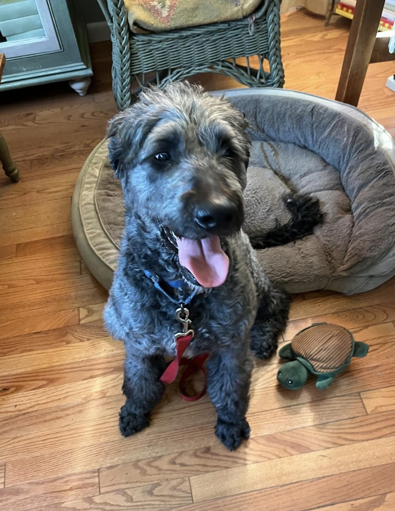 Enlarge Claude, an adopted Poodle in Bloomfield Hills, MI image 2/3