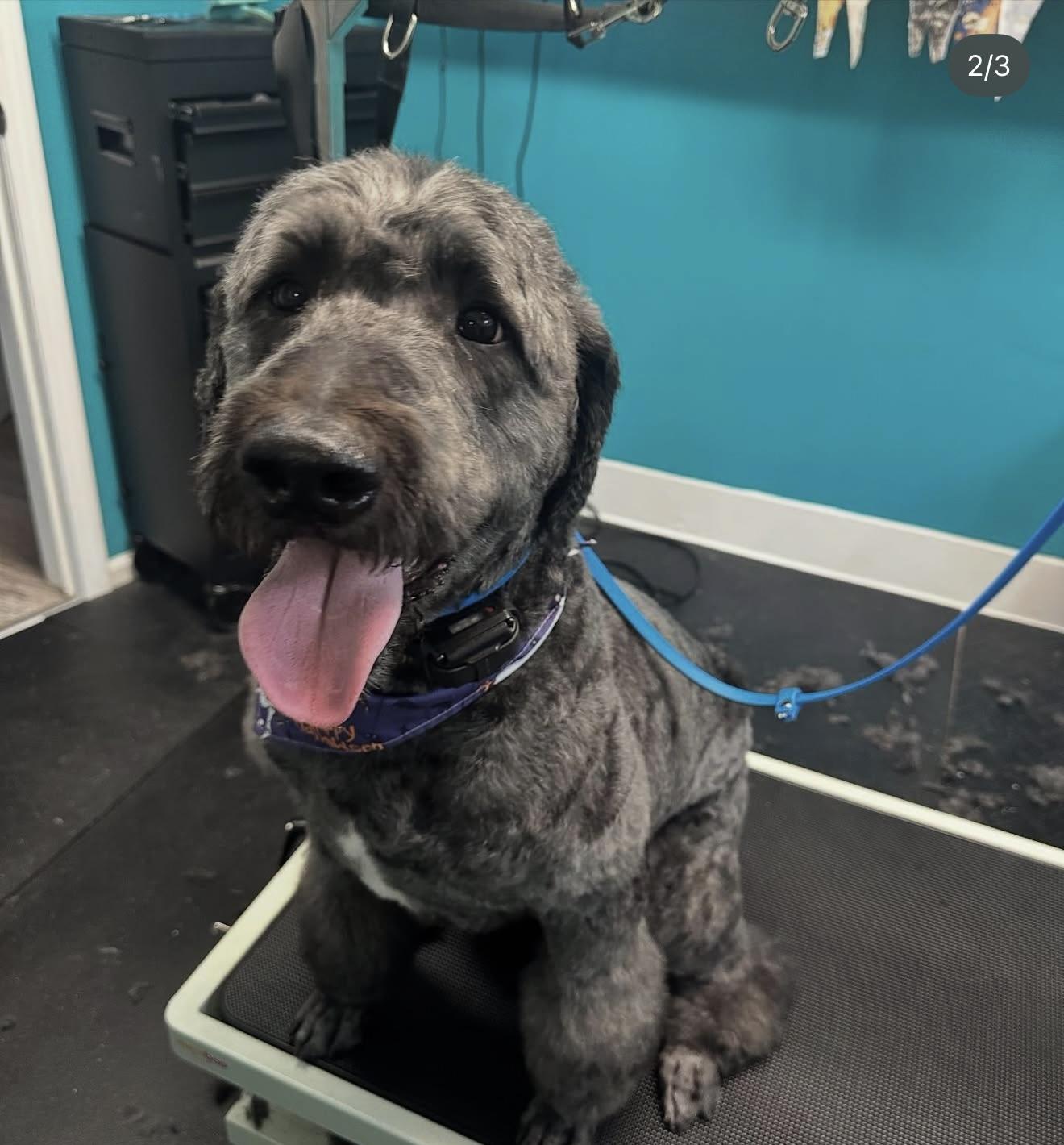 Enlarge Claude, an adopted Poodle in Bloomfield Hills, MI image 3/3