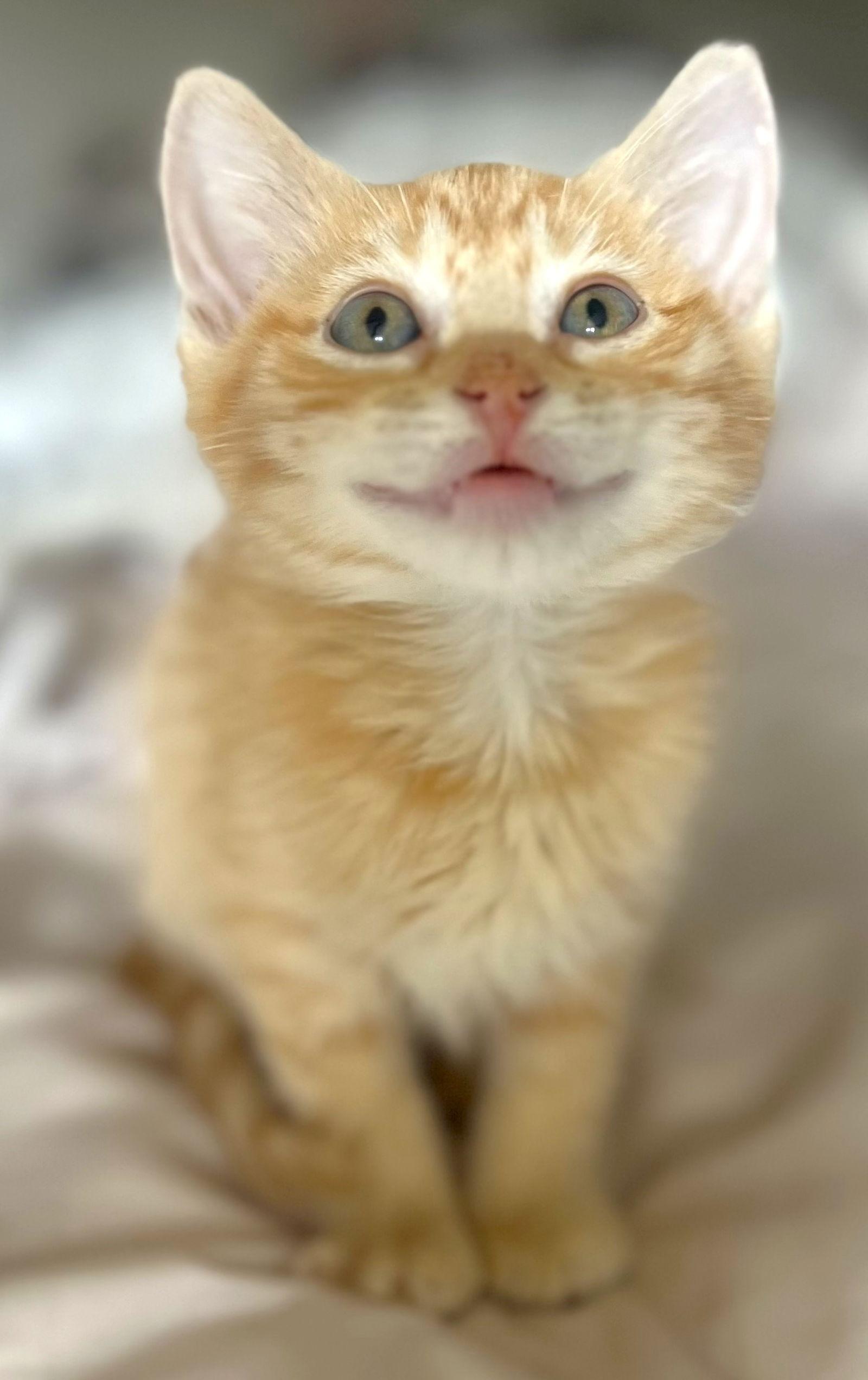 Noel and Gingersnap, Adoptable, Kitten Female Domestic Short Hair.