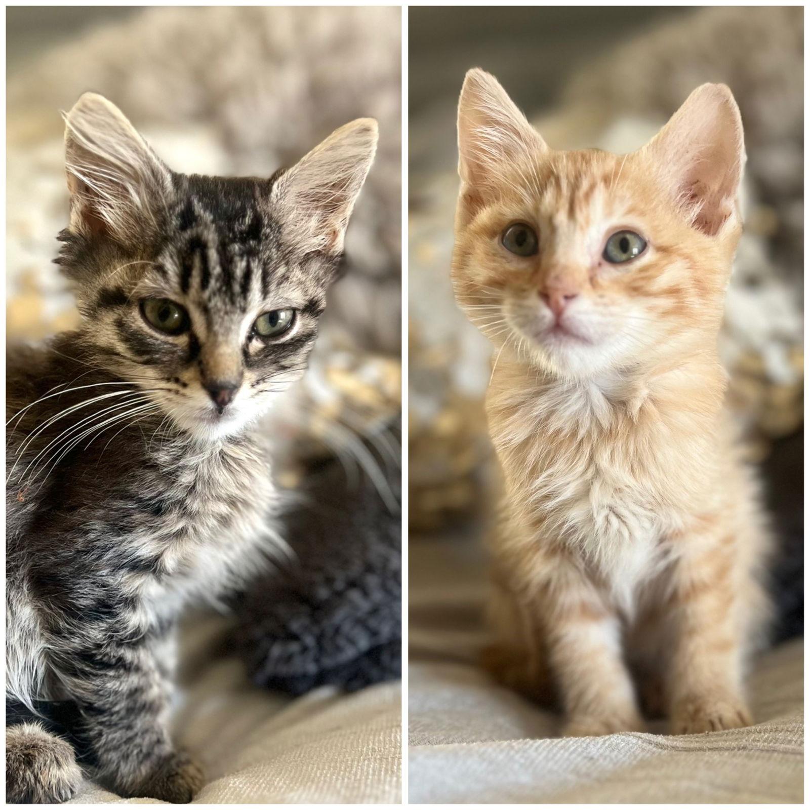 Enlarge Noel and Gingersnap, a Adoptable Domestic Short Hair in Shawnee, KS image 2/3