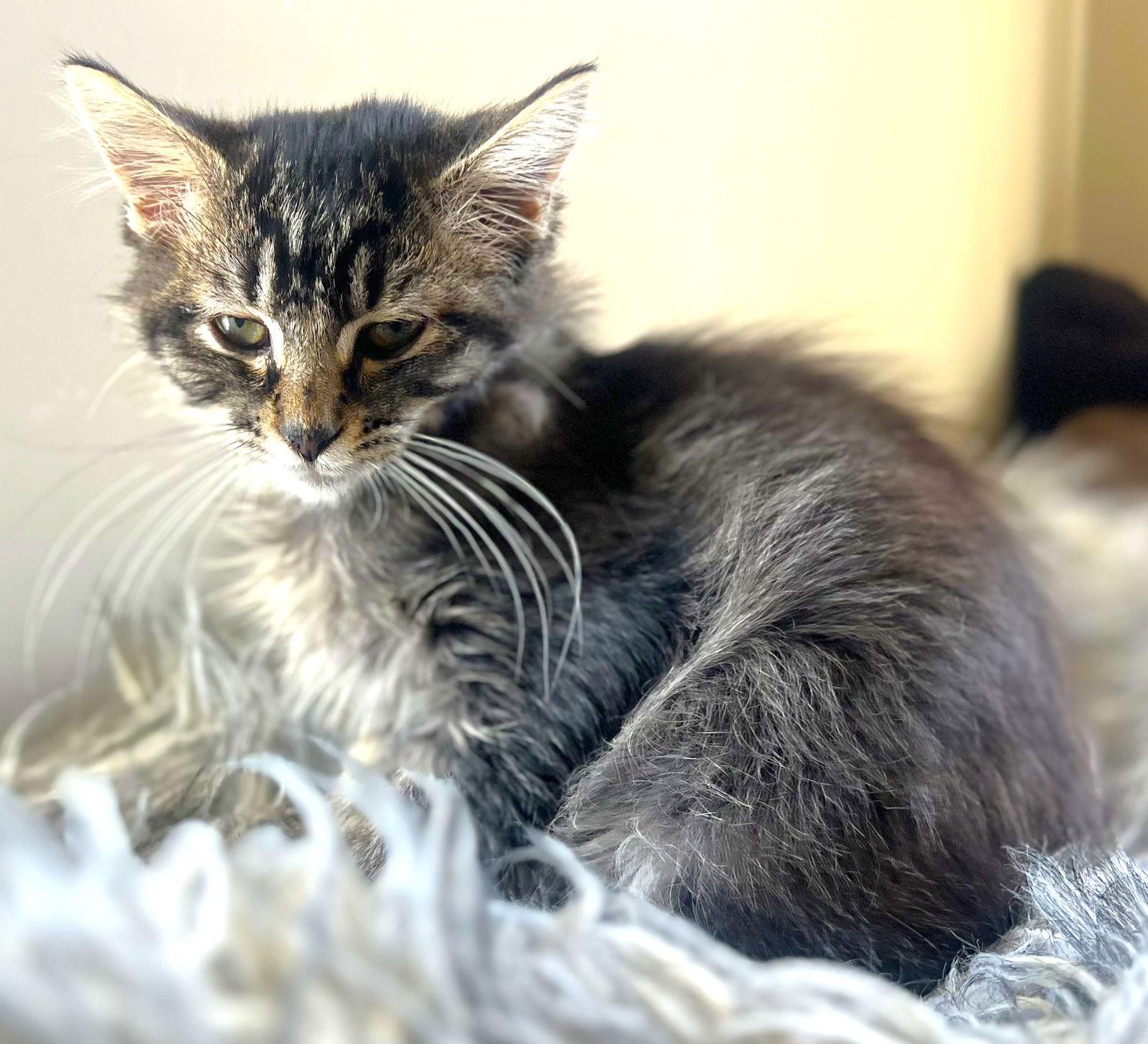 Enlarge Noel and Gingersnap, a Adoptable Domestic Short Hair in Shawnee, KS image 3/3