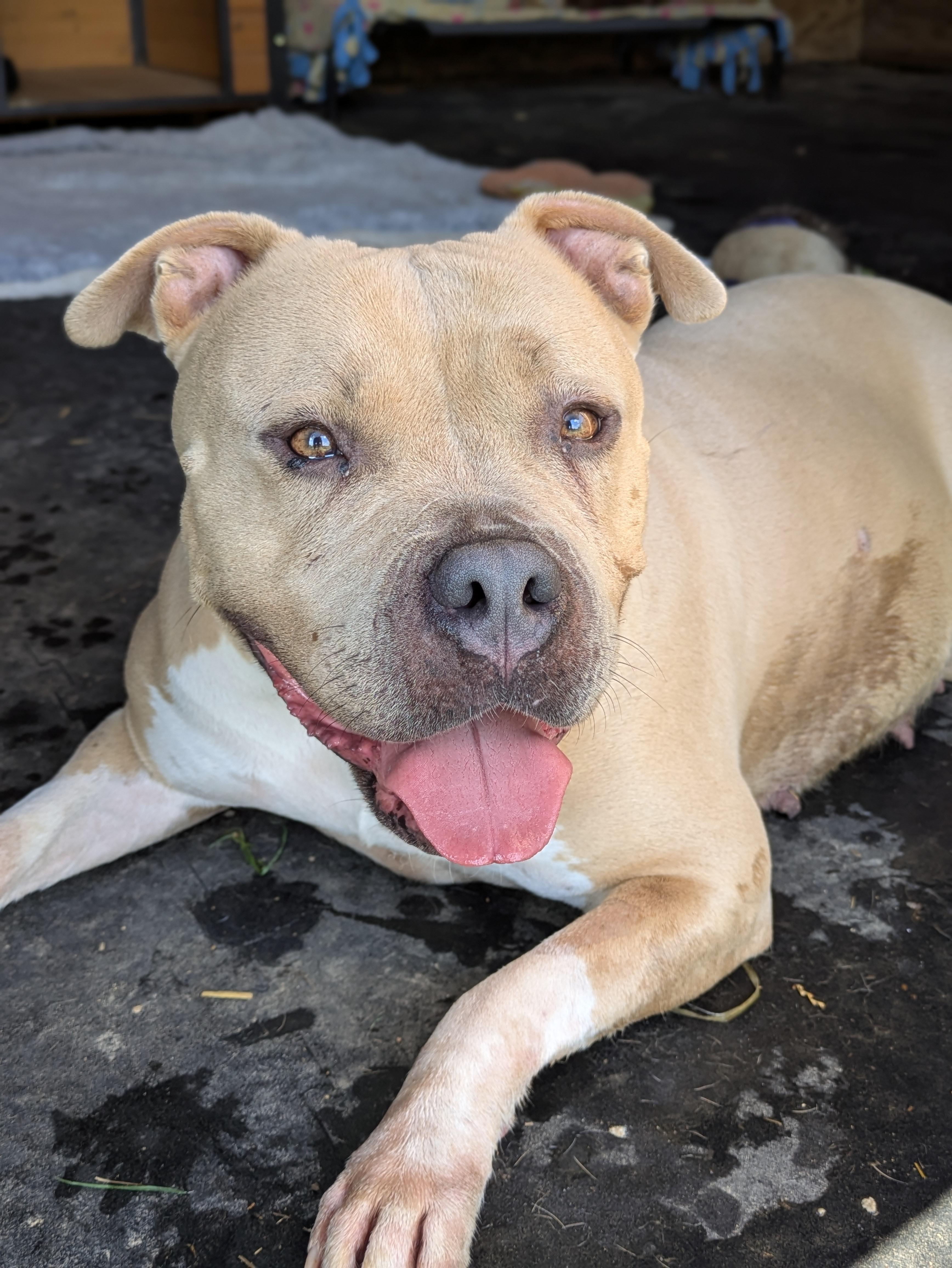 Lola, ADOPTABLE, Young Female American Bulldog.