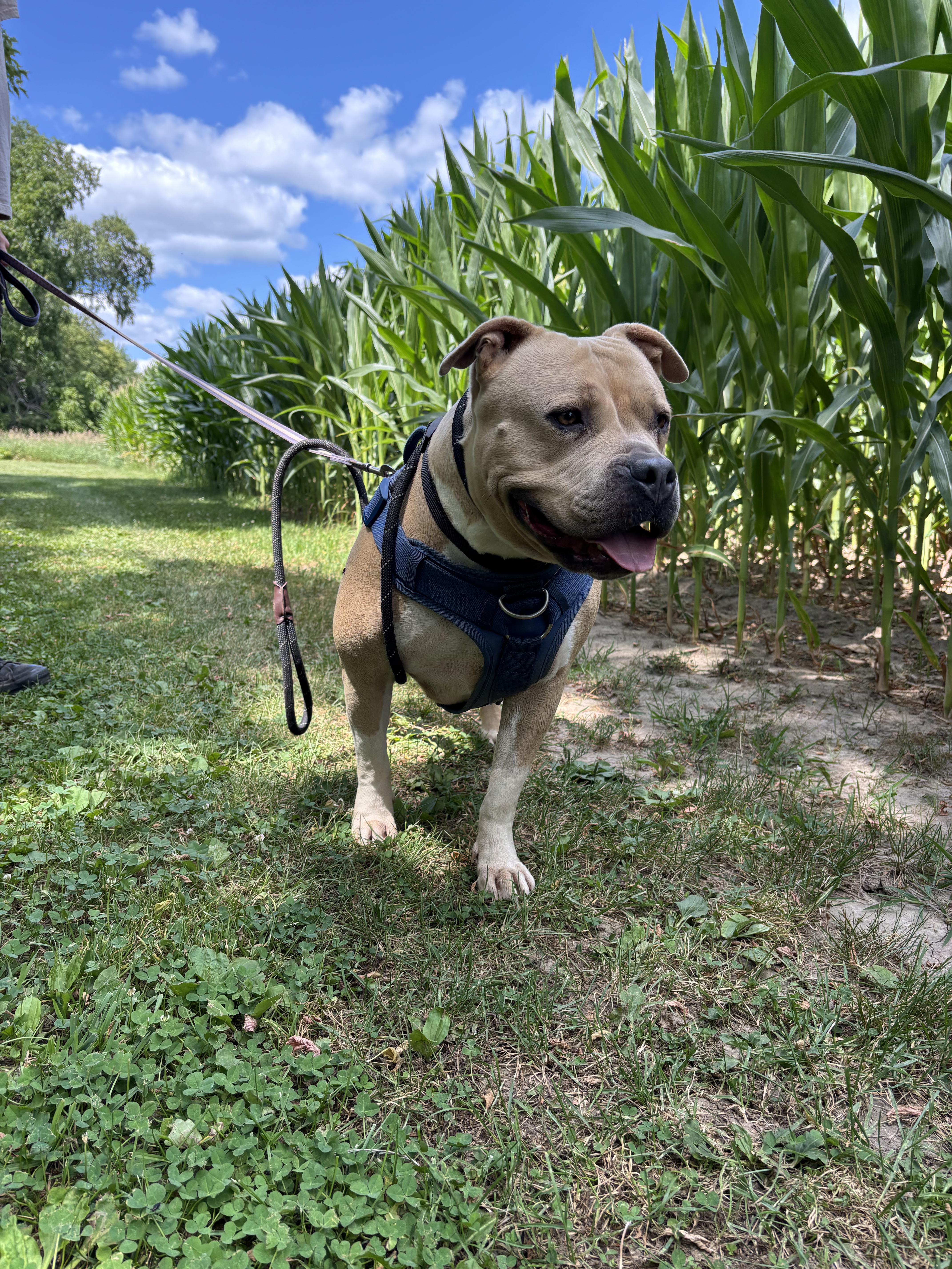 Enlarge Lola, a ADOPTABLE American Bulldog in Oregon, WI image 3/6