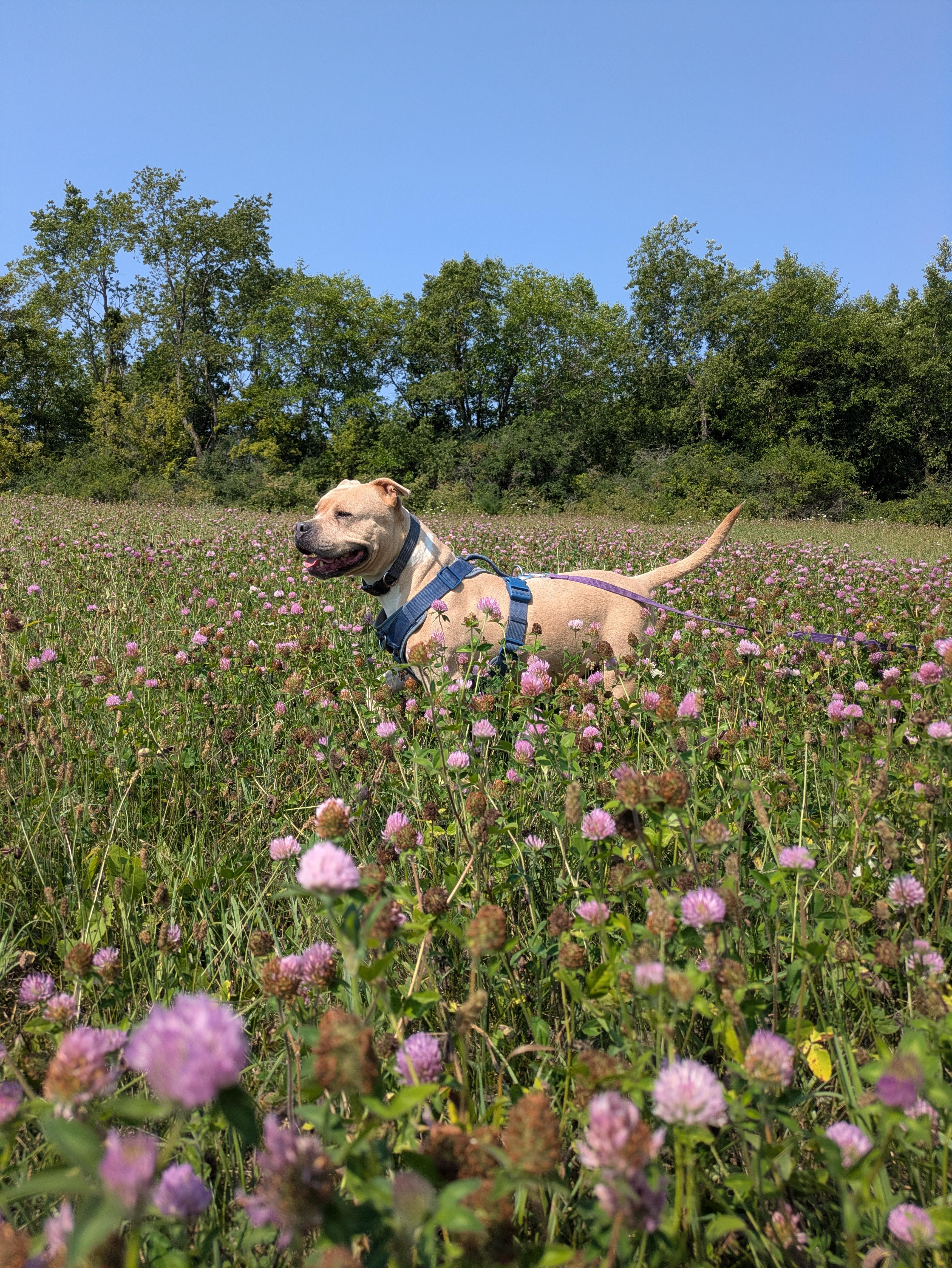 Enlarge Lola, a ADOPTABLE American Bulldog in Oregon, WI image 5/6