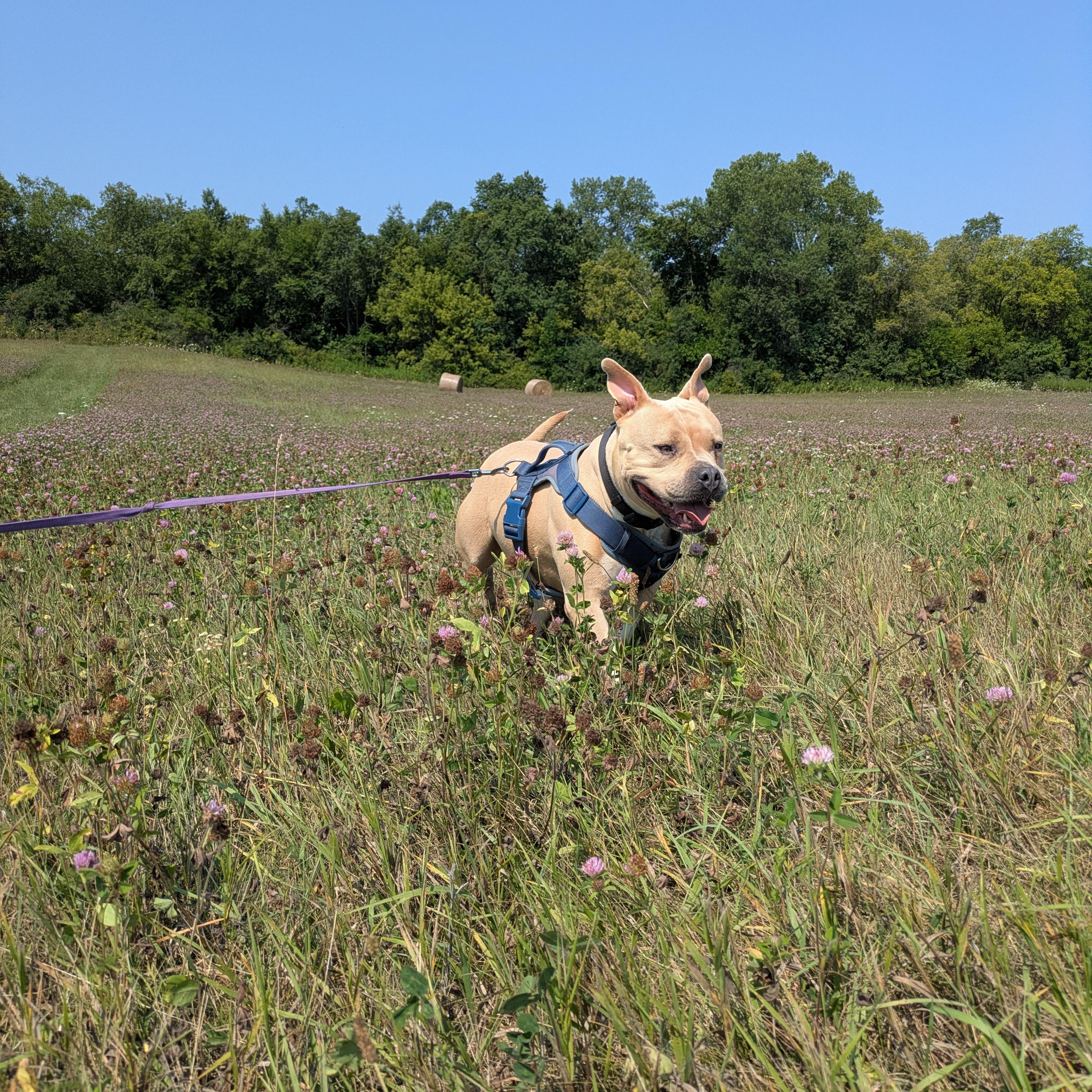 Enlarge Lola, a ADOPTABLE American Bulldog in Oregon, WI image 2/6