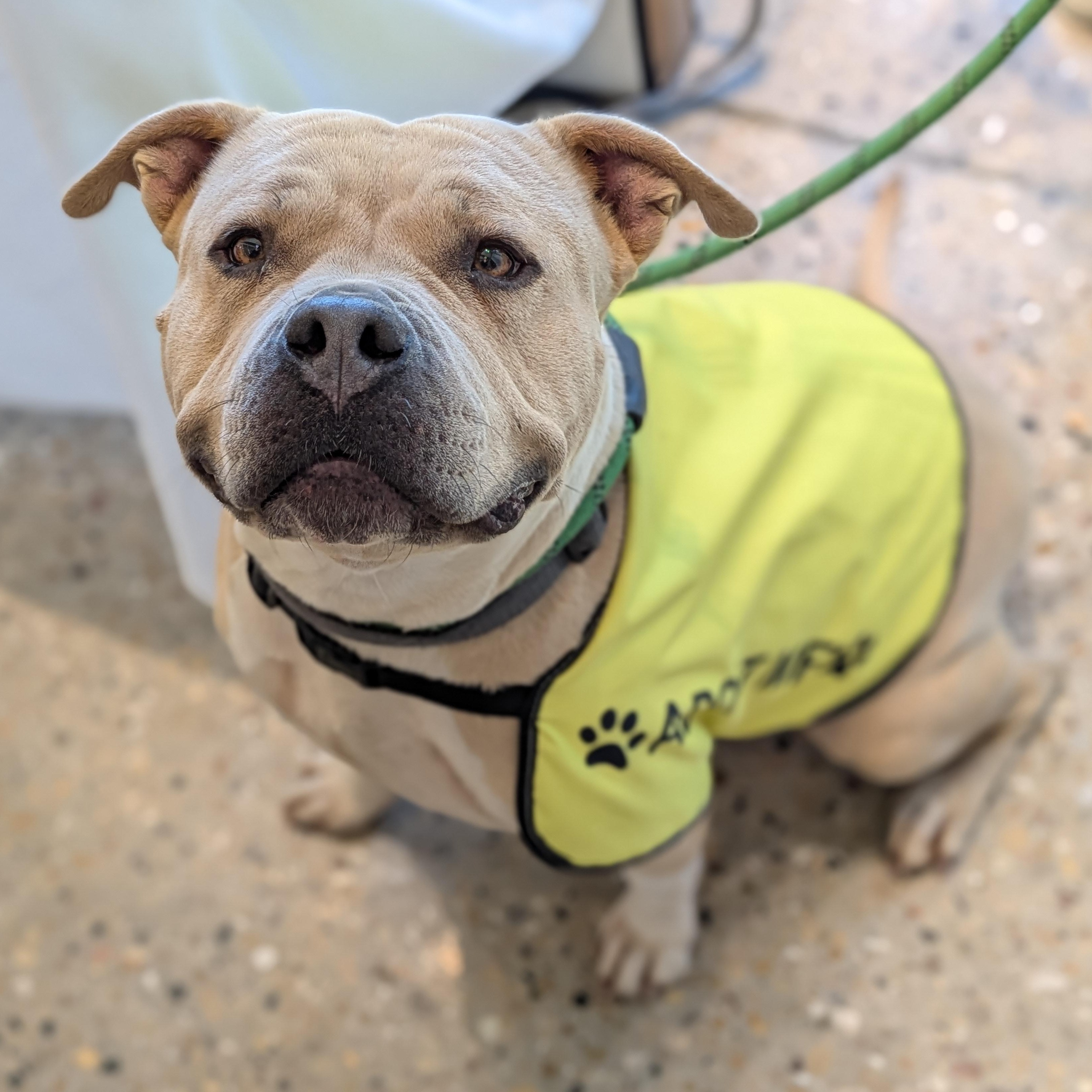Lola, Adoptable, Young Female American Bulldog.