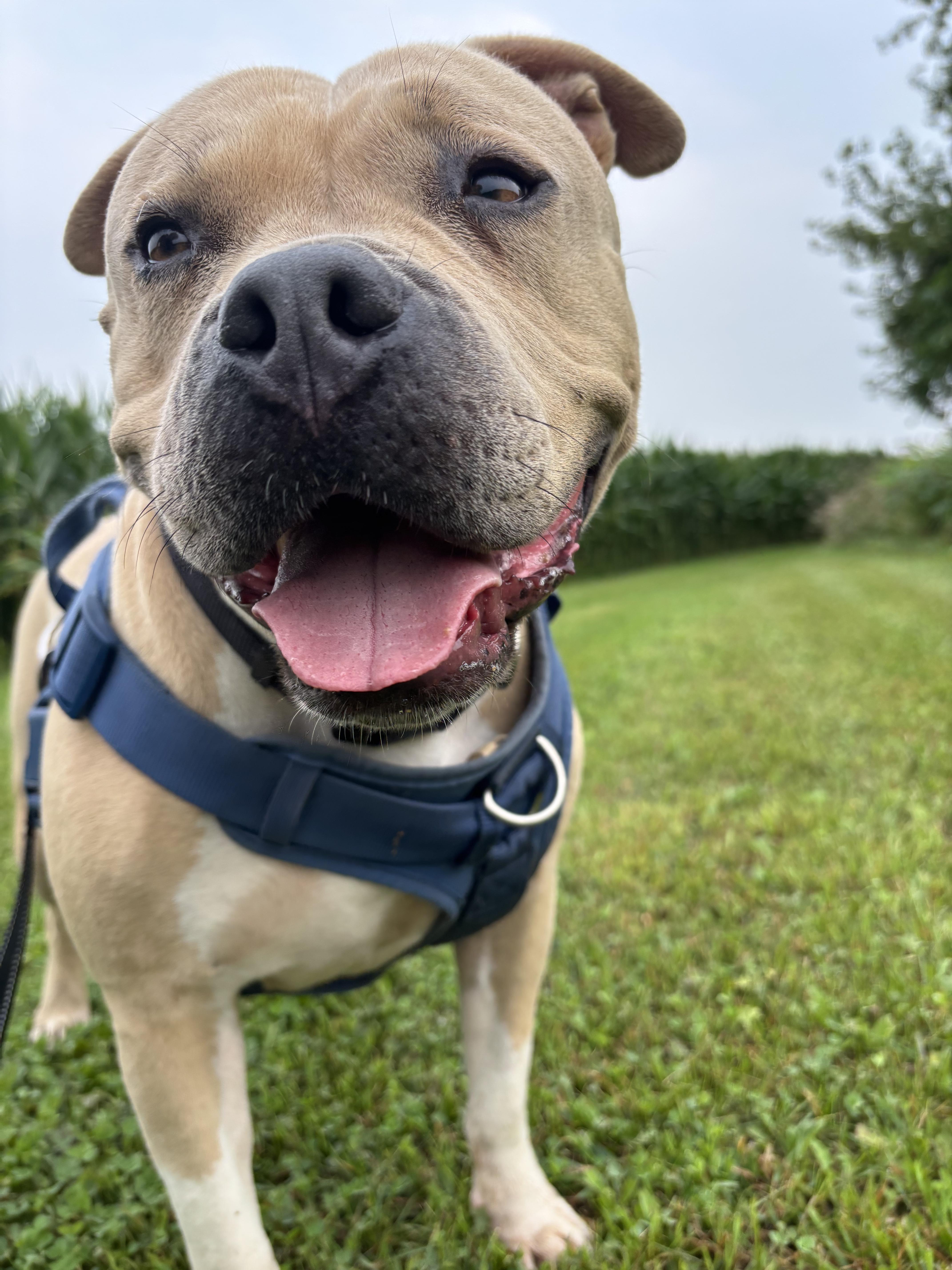 Enlarge Lola, a ADOPTABLE American Bulldog in Oregon, WI image 4/6