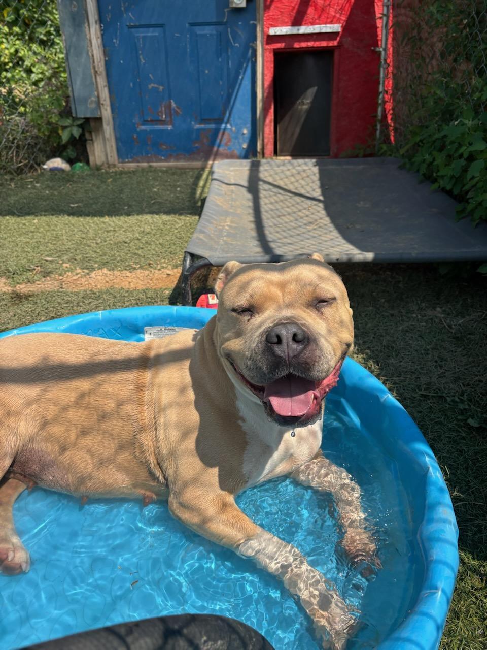 Enlarge Lola, a ADOPTABLE American Bulldog in Oregon, WI image 6/6