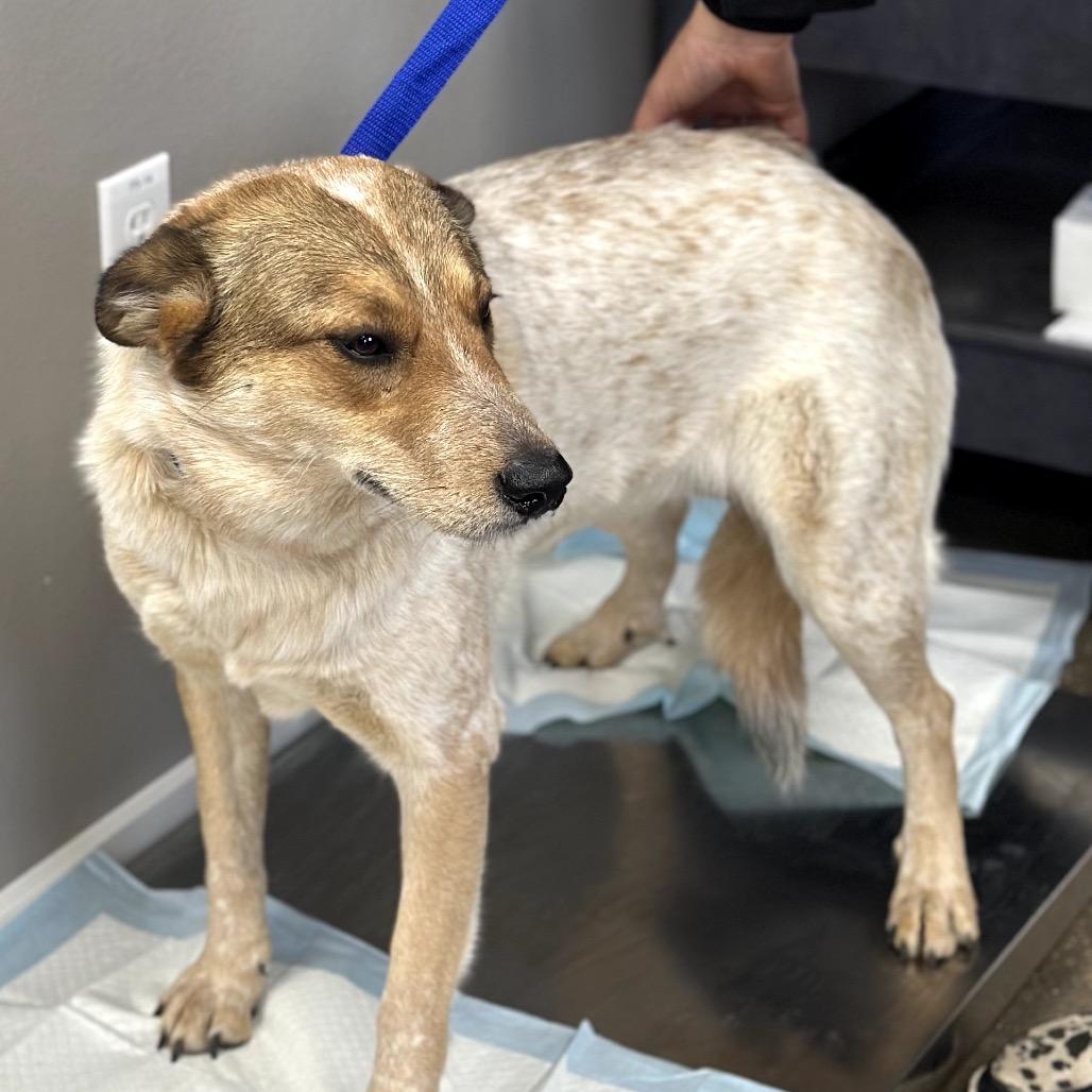 Julia, Adoptable, Adult Female Cattle Dog & Mixed Breed.