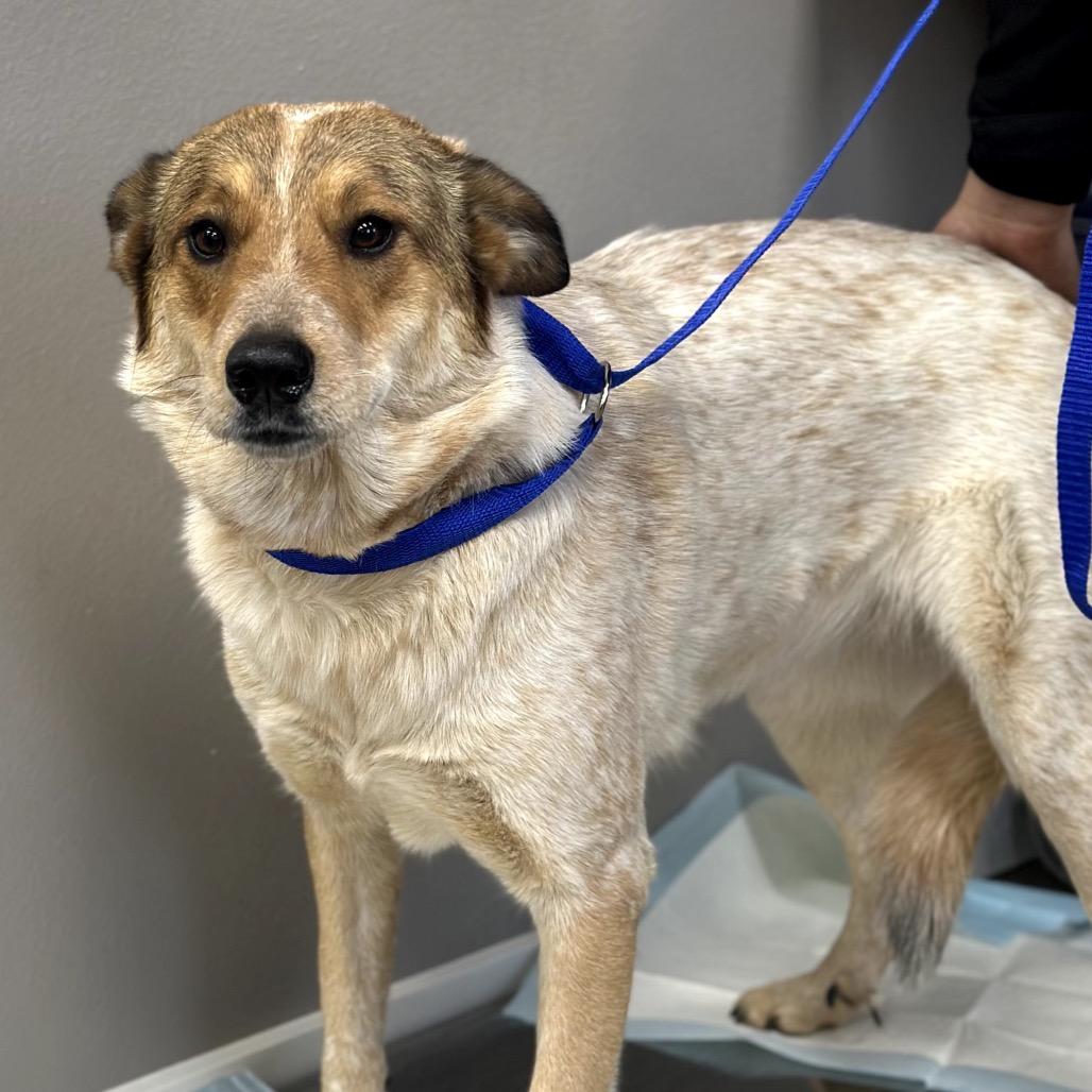 Julia, a Adoptable mixed breed in Midland, TX image 2/2