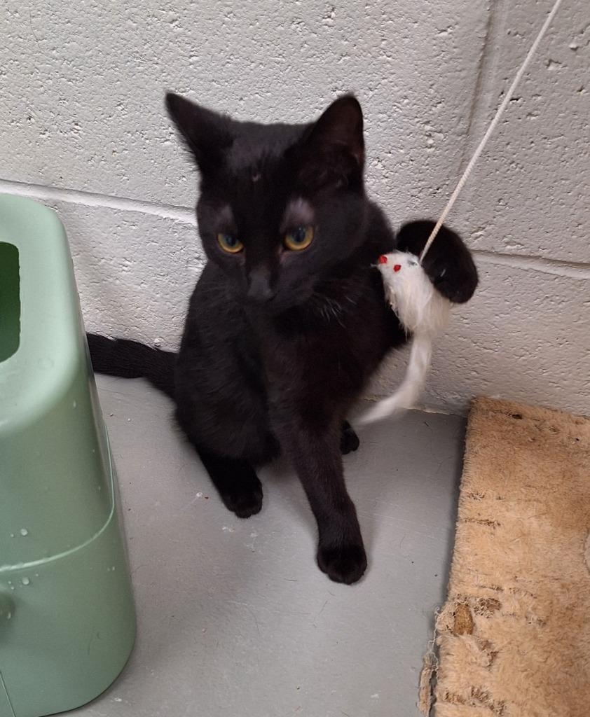 Enlarge Pepper, a Adopted mixed breed in Noble, OK image 2/2