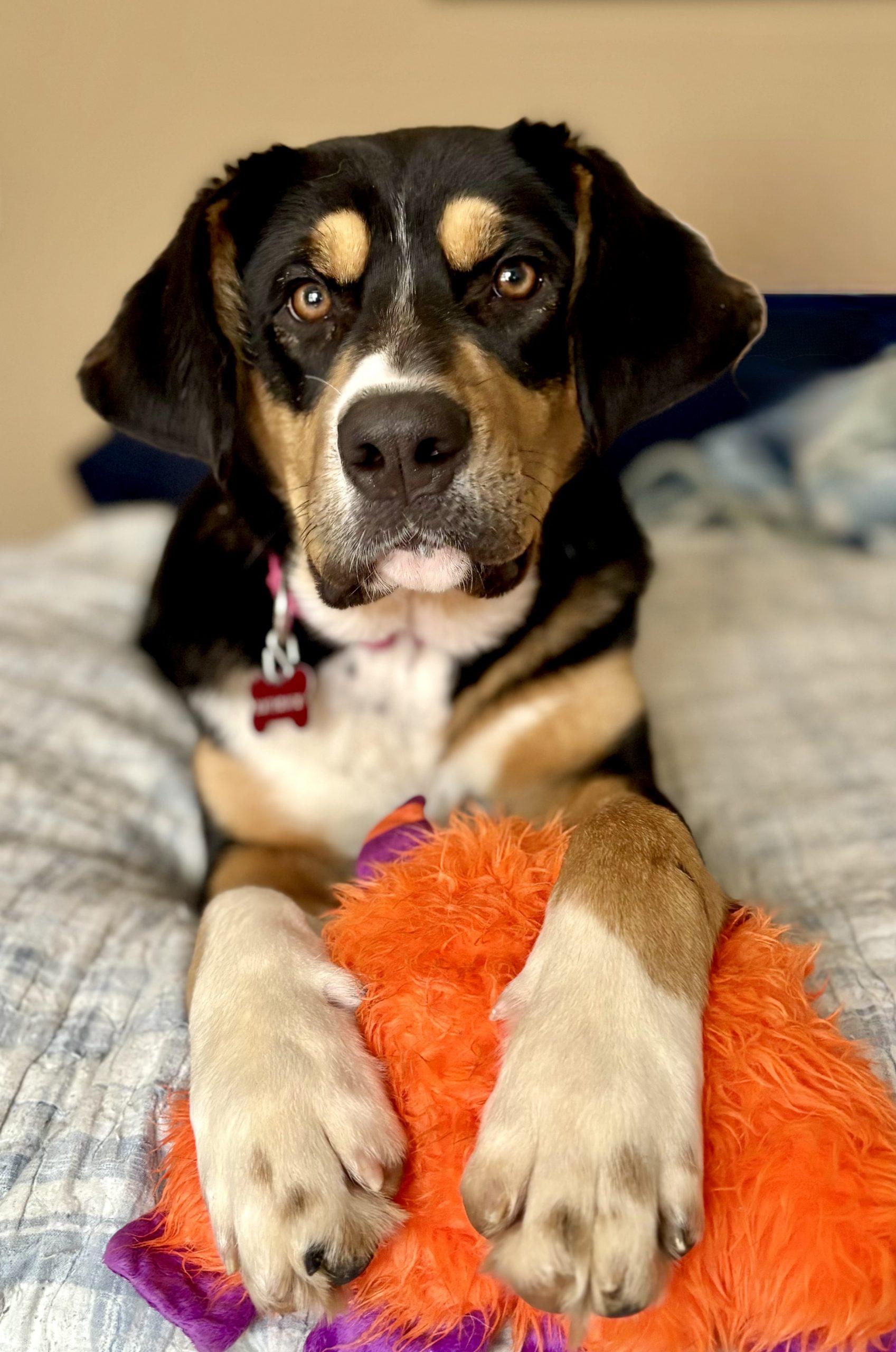 Licorice — thumbnail 2