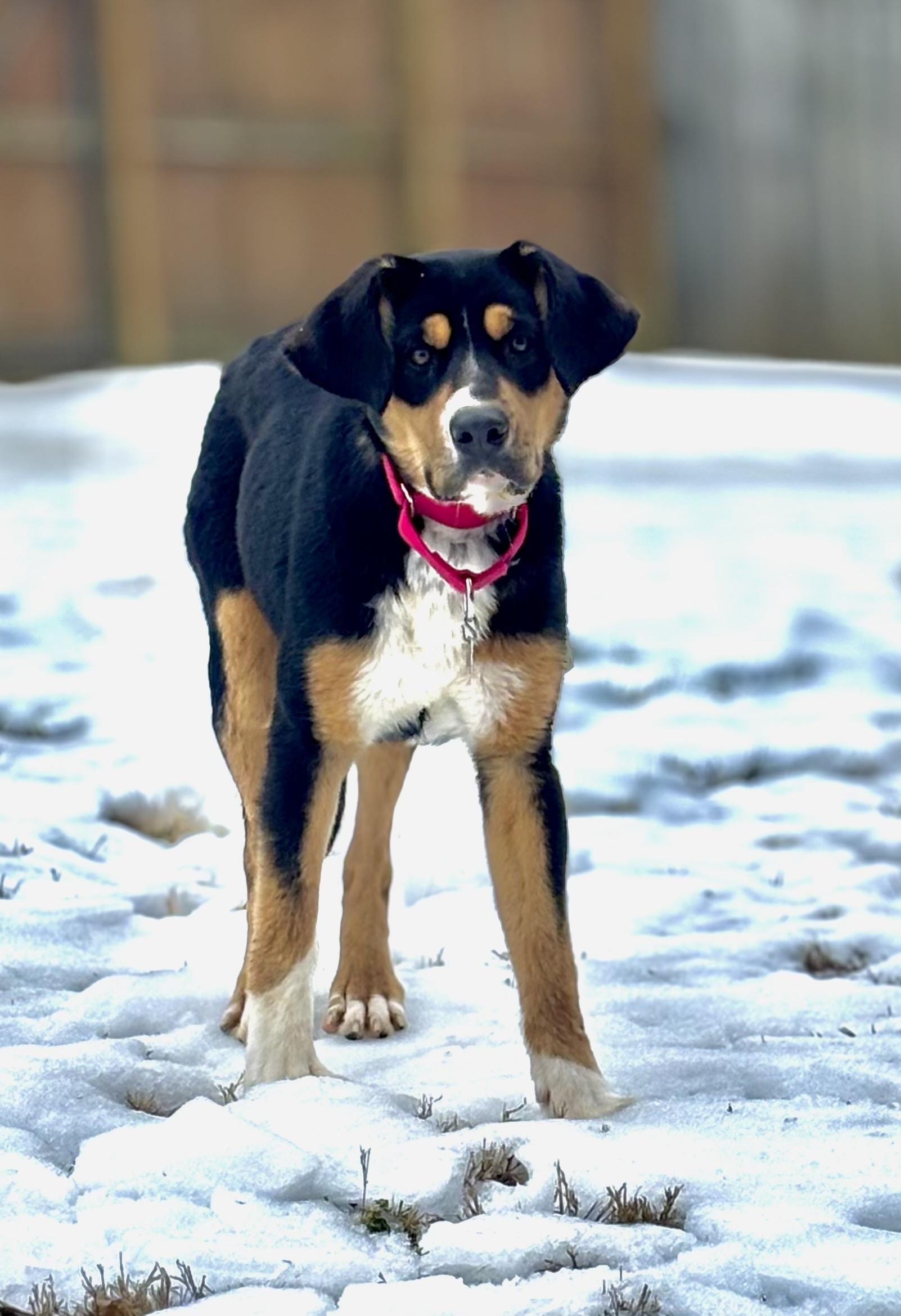 Licorice — thumbnail 3