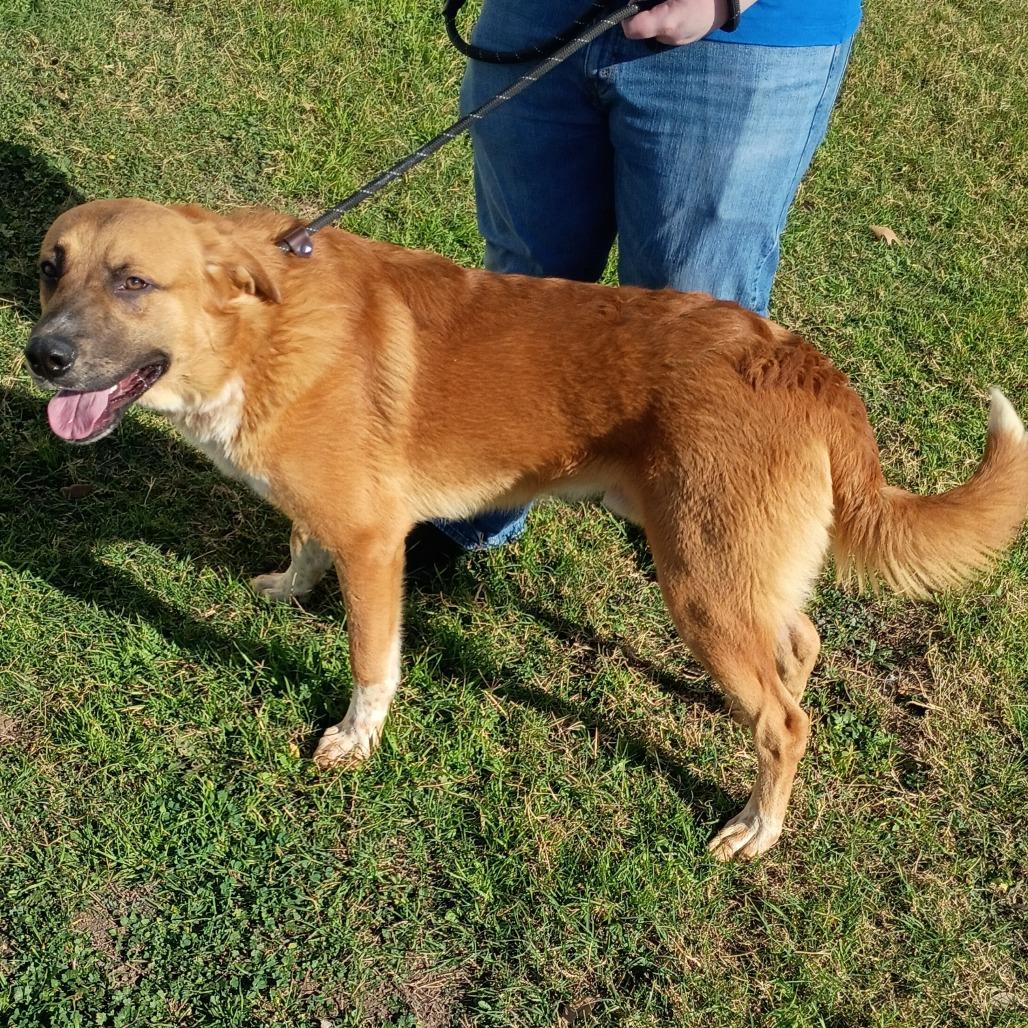 Enlarge Macchiato D45967, a Adoptable mixed breed in Corsicana, TX image 2/3