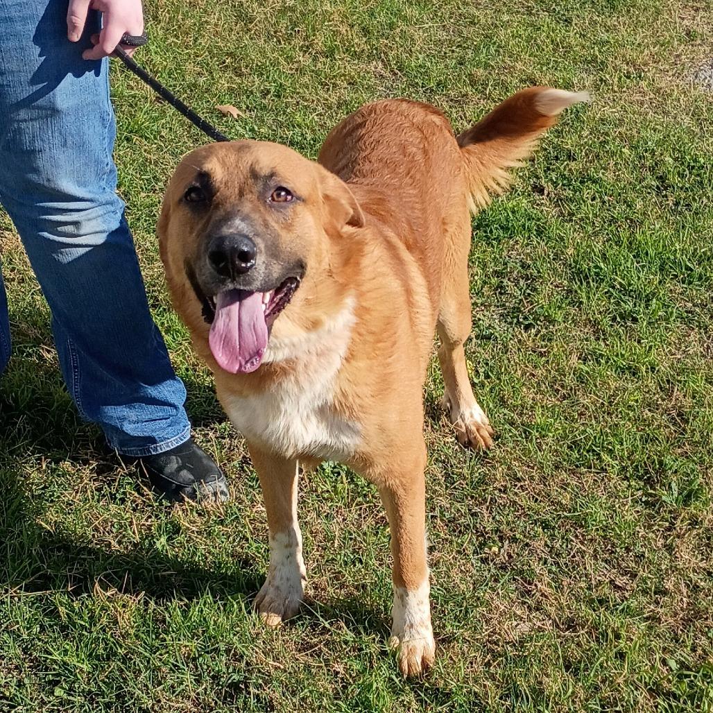 Enlarge Macchiato D45967, a Adoptable mixed breed in Corsicana, TX image 3/3