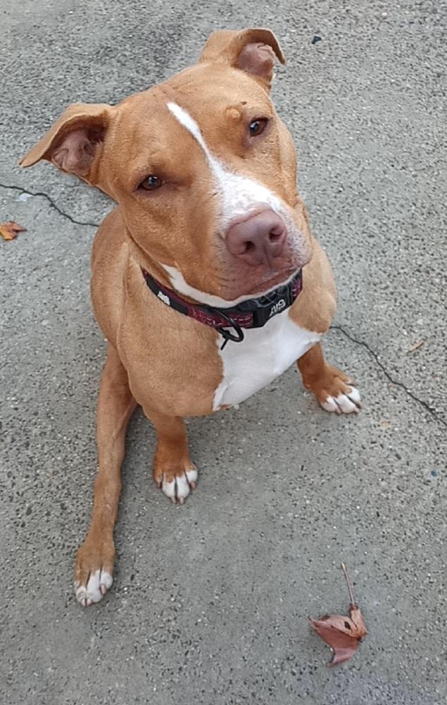 Majora, Adoptable, Adult Female Pit Bull Terrier.