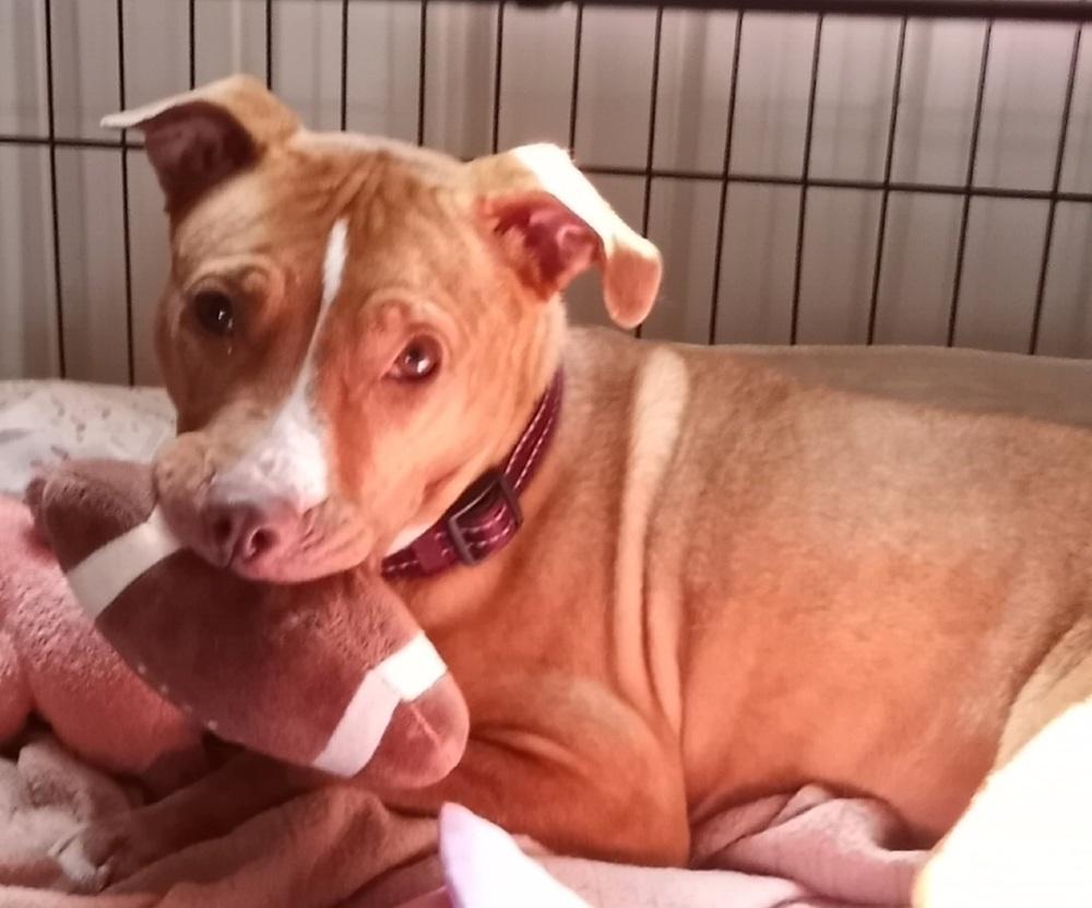 Enlarge Majora, a Adoptable mixed breed in Evansville, IN image 2/6