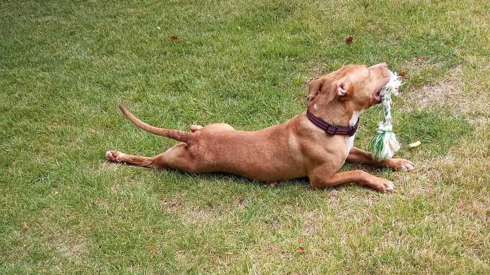 Enlarge Majora, a Adoptable mixed breed in Evansville, IN image 4/6