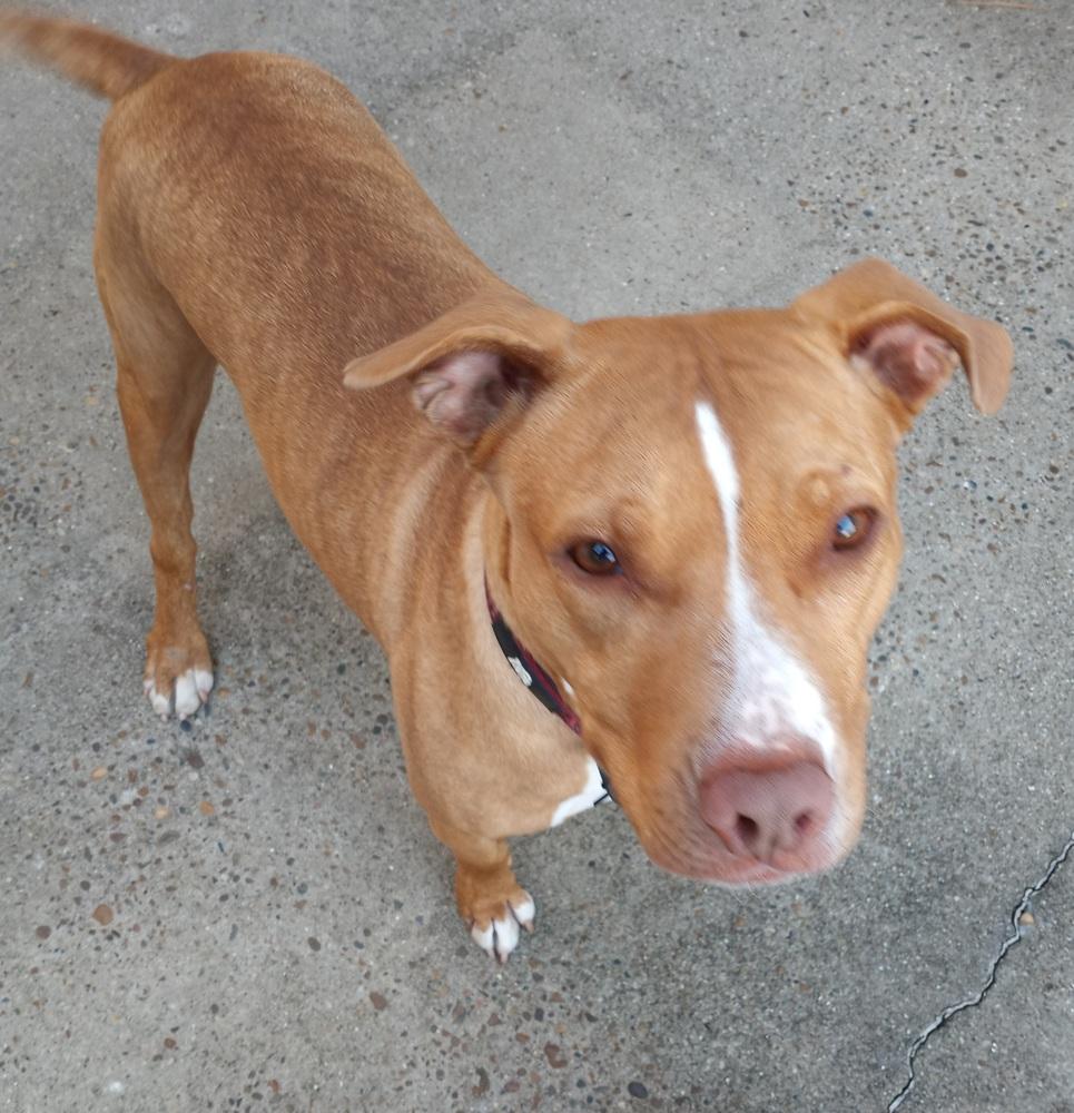 Enlarge Majora, a Adoptable mixed breed in Evansville, IN image 5/6