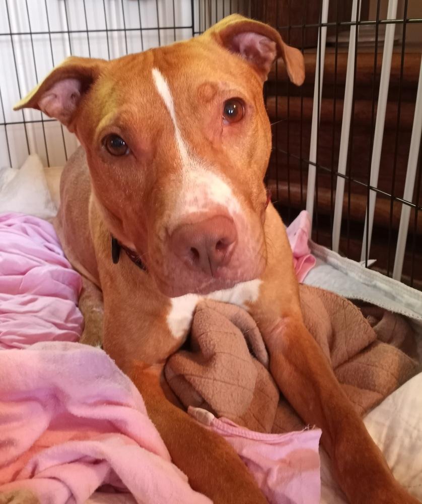 Enlarge Majora, a Adoptable mixed breed in Evansville, IN image 6/6