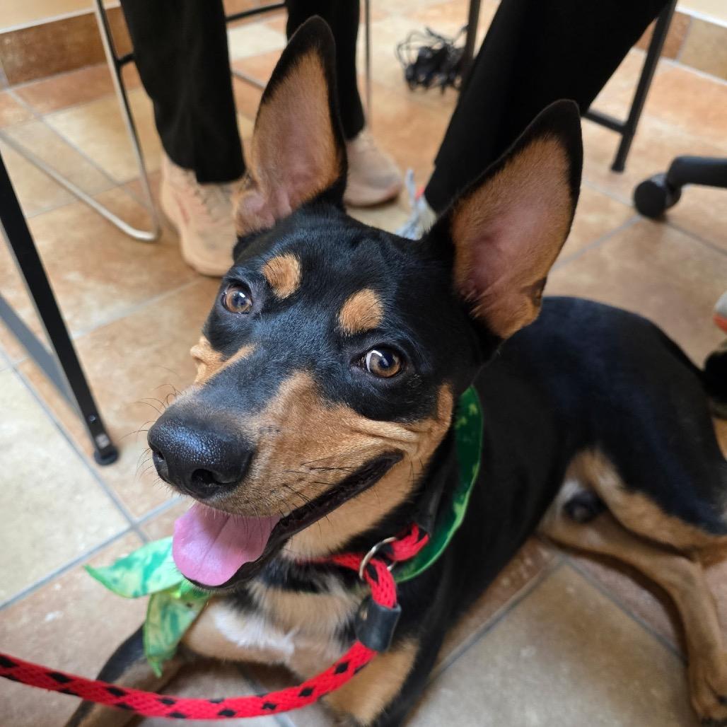 Elliot, Adoptable, Young Male Cattle Dog & Mixed Breed.