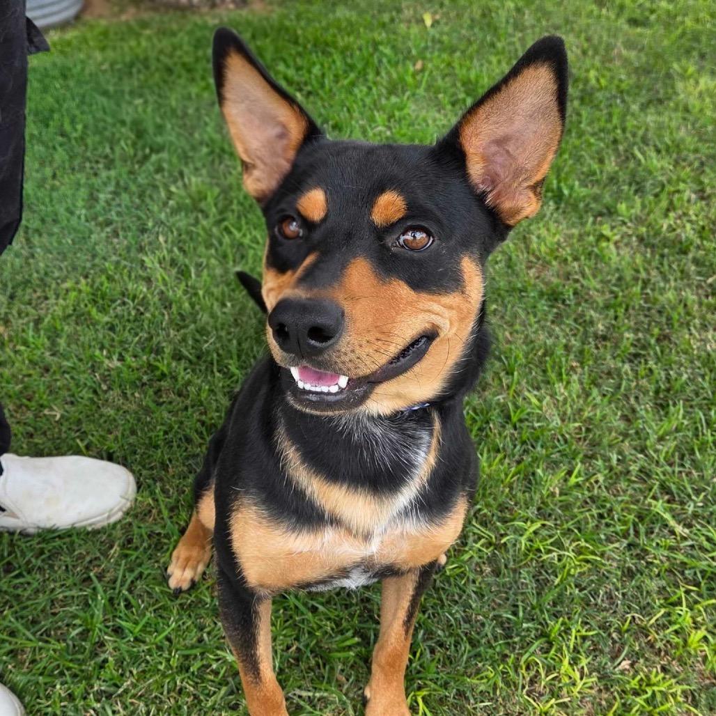 Enlarge Elliot, a Adoptable mixed breed in Midland, TX image 2/2