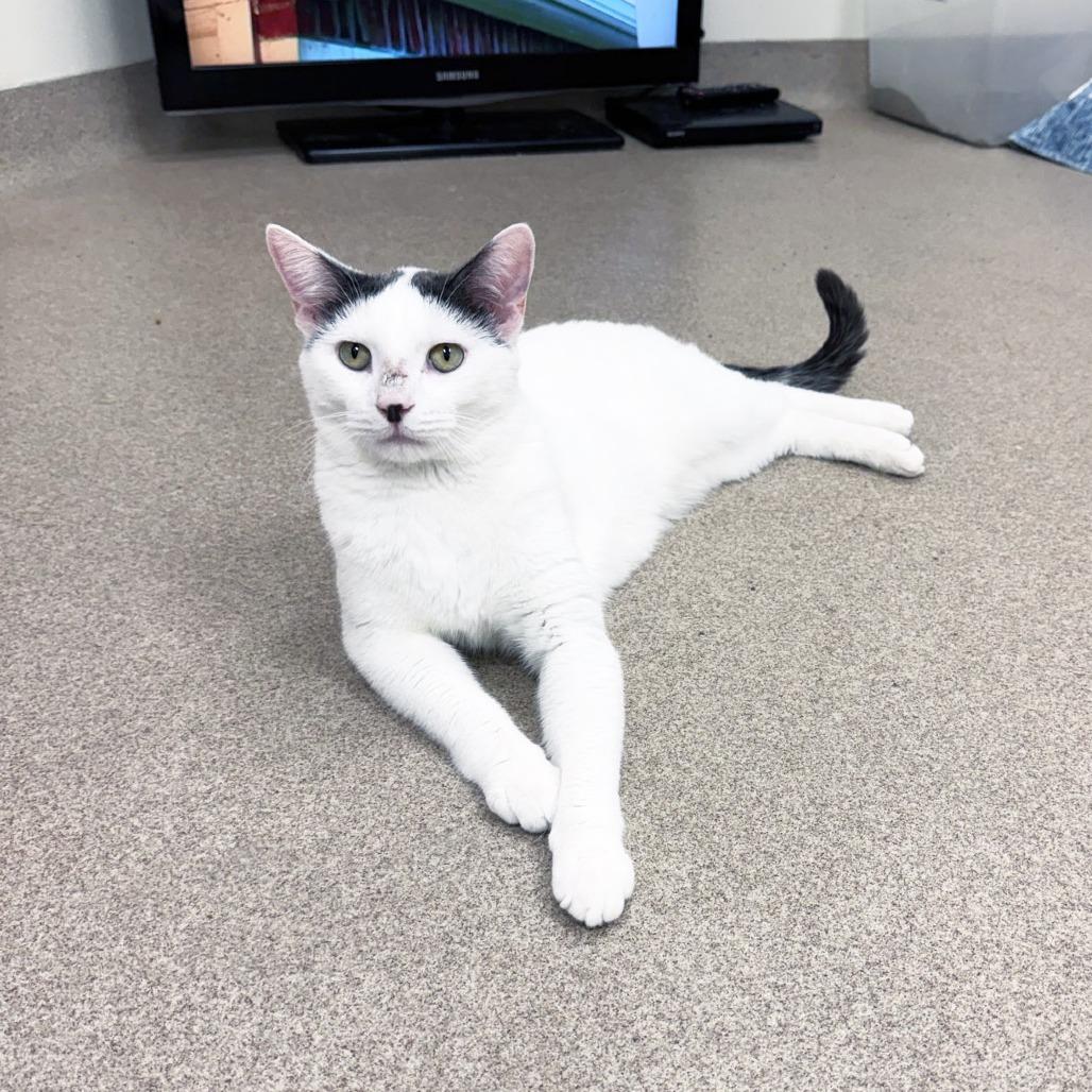 Tate, a Adoptable Domestic Short Hair in Oshkosh, WI image 1/6