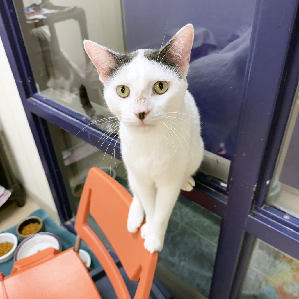 Tate, a Adoptable Domestic Short Hair in Oshkosh, WI image 2/6