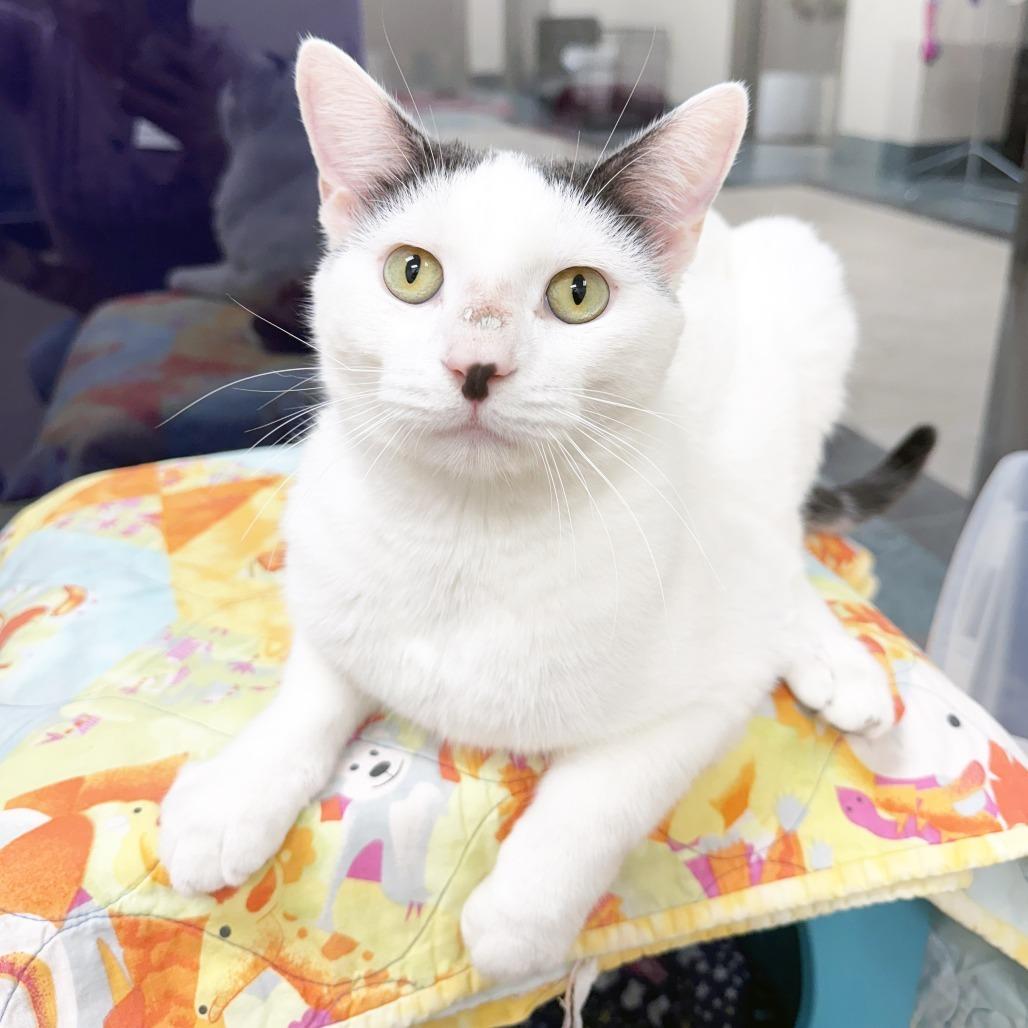 Tate, a Adoptable Domestic Short Hair in Oshkosh, WI image 3/6