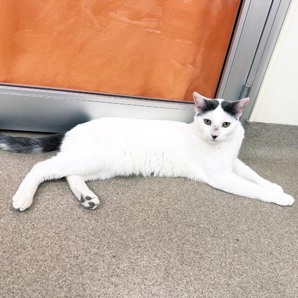Tate, a Adoptable Domestic Short Hair in Oshkosh, WI image 4/6