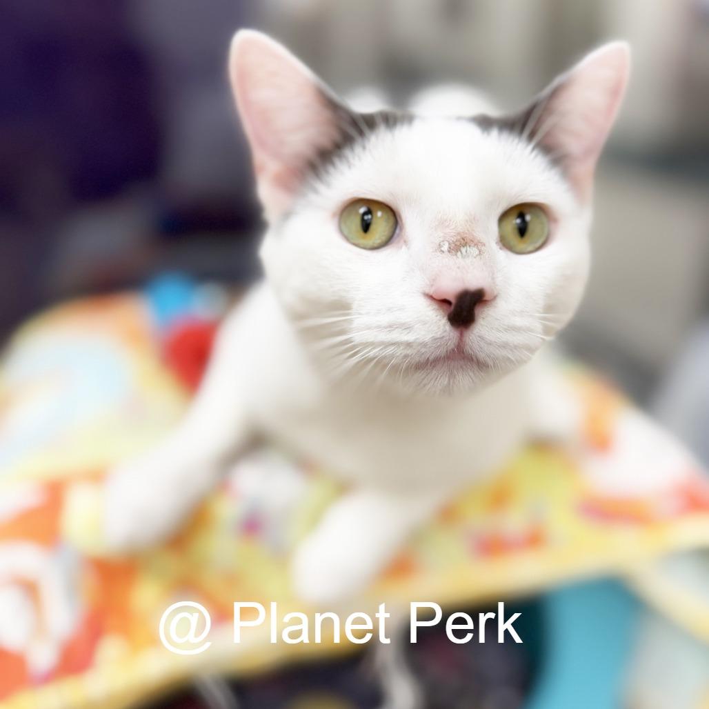 Tate, a Adoptable Domestic Short Hair in Oshkosh, WI image 5/6