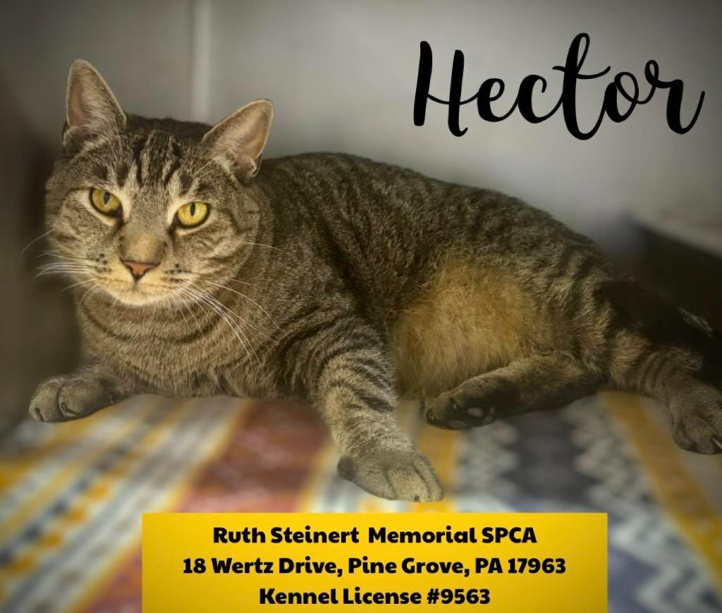 Hector, Adoptable, Senior Male Domestic Short Hair.