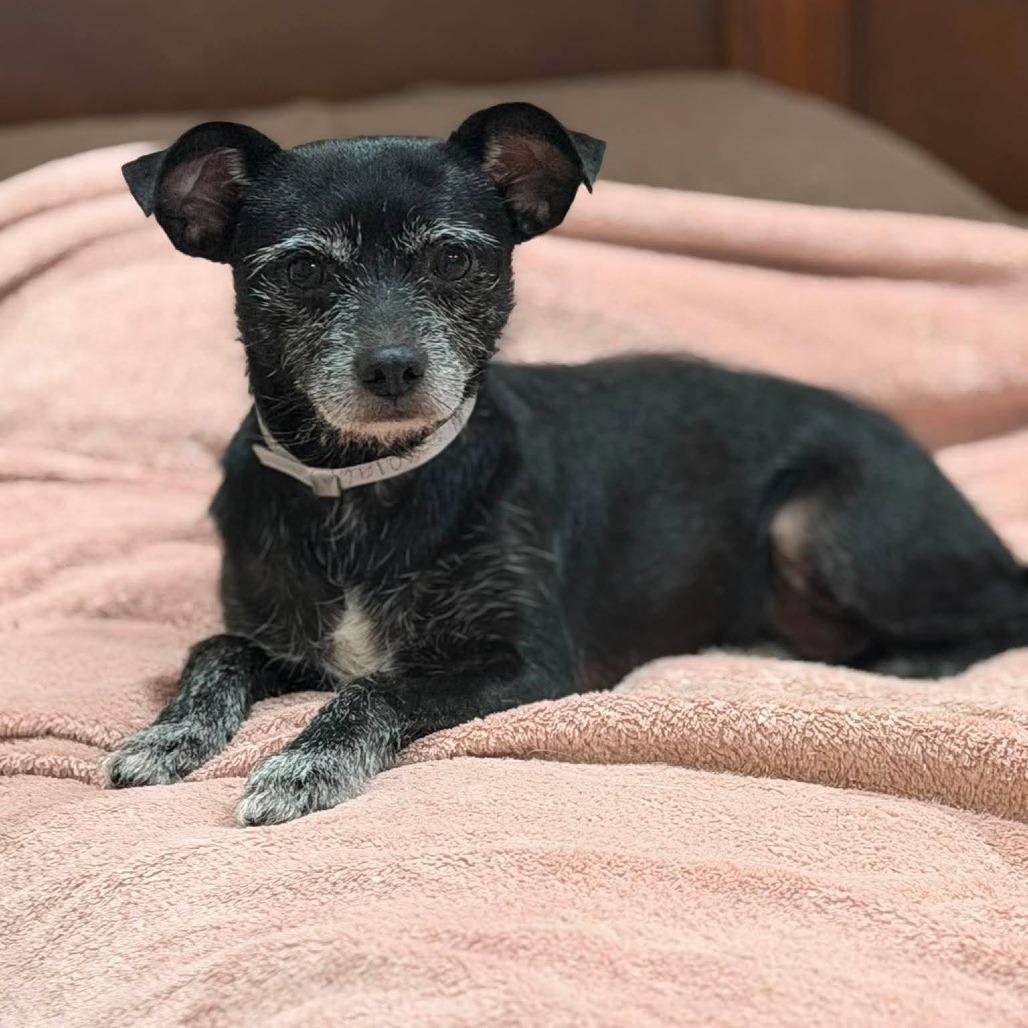 Noodles D12653, Adoptable, Adult Male Chihuahua & Schnauzer.