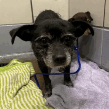 Enlarge Noodles D12653, a Adoptable mixed breed in St. Paul, MN image 3/4