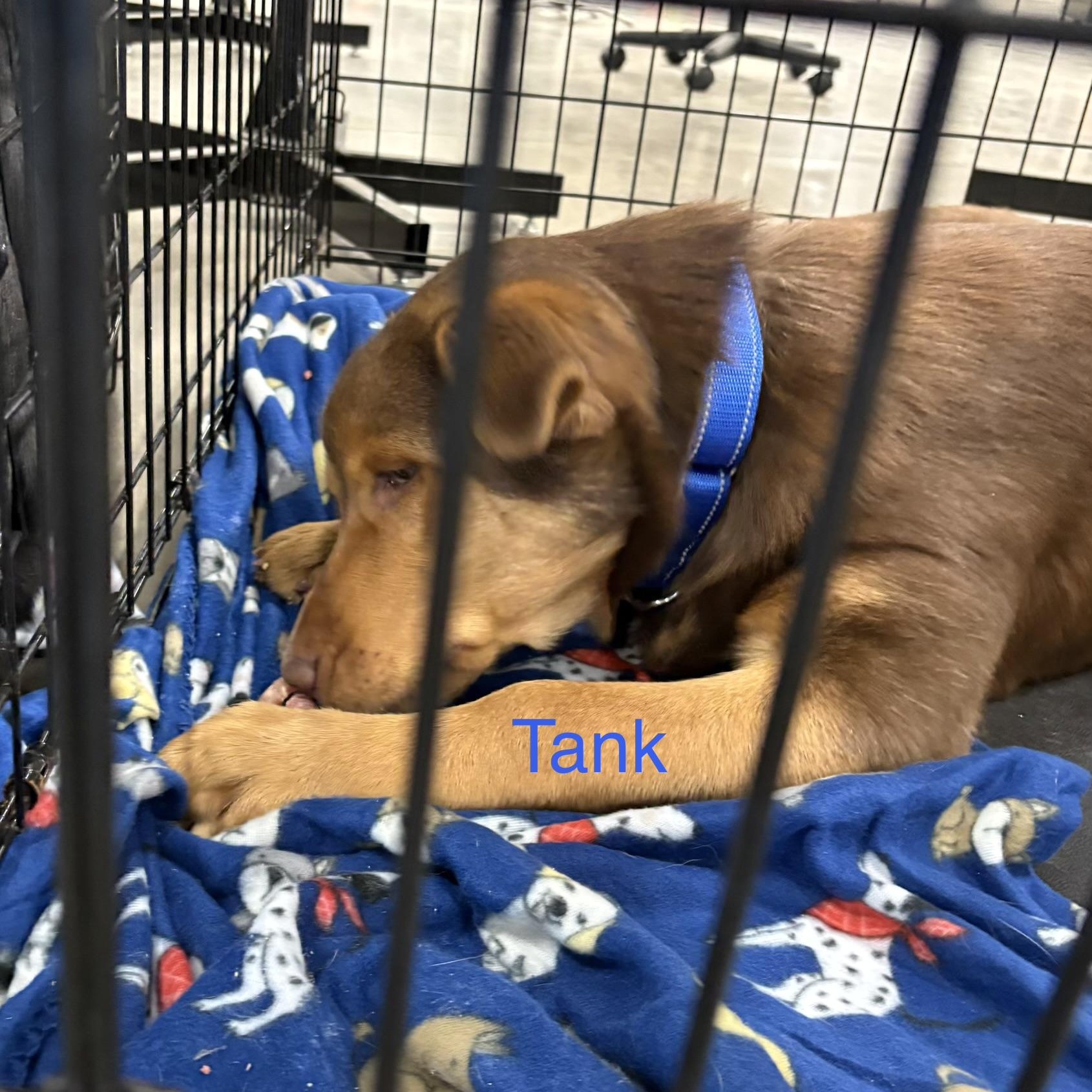 Enlarge Tank, a Adoptable mixed breed in Coldwater, MI image 2/2