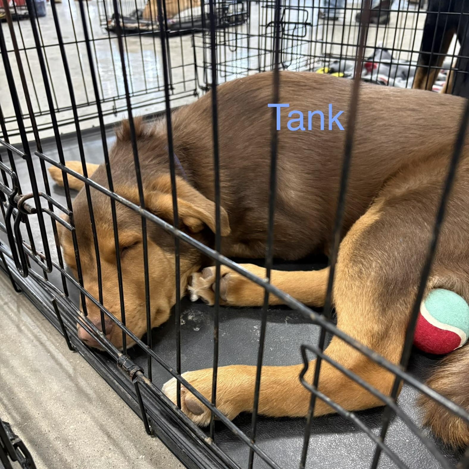 Tank, Adoptable, Young Male German Shepherd Dog & Husky.