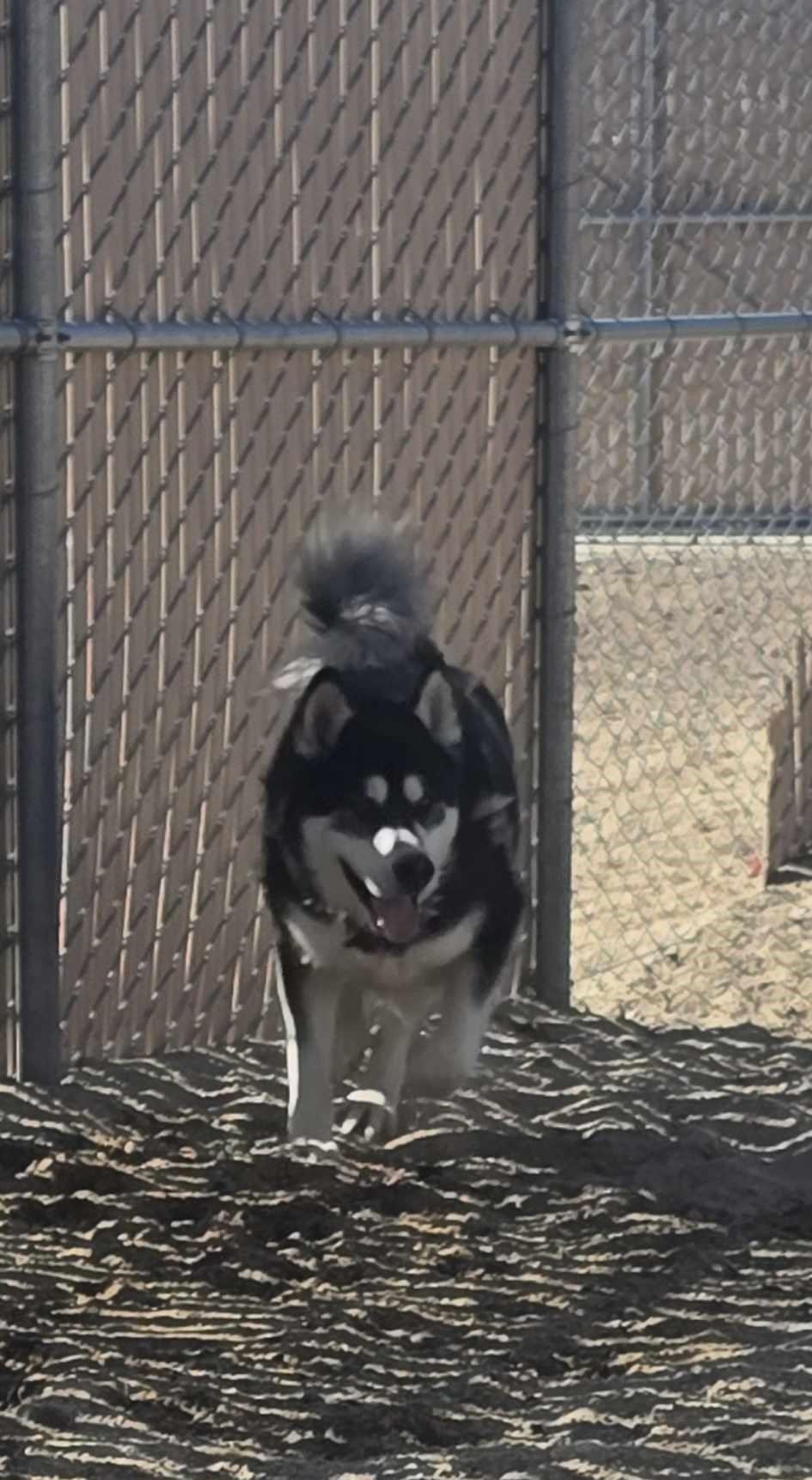 Enlarge Ryker, a Adoptable Alaskan Malamute in Silver Springs, NV image 3/6