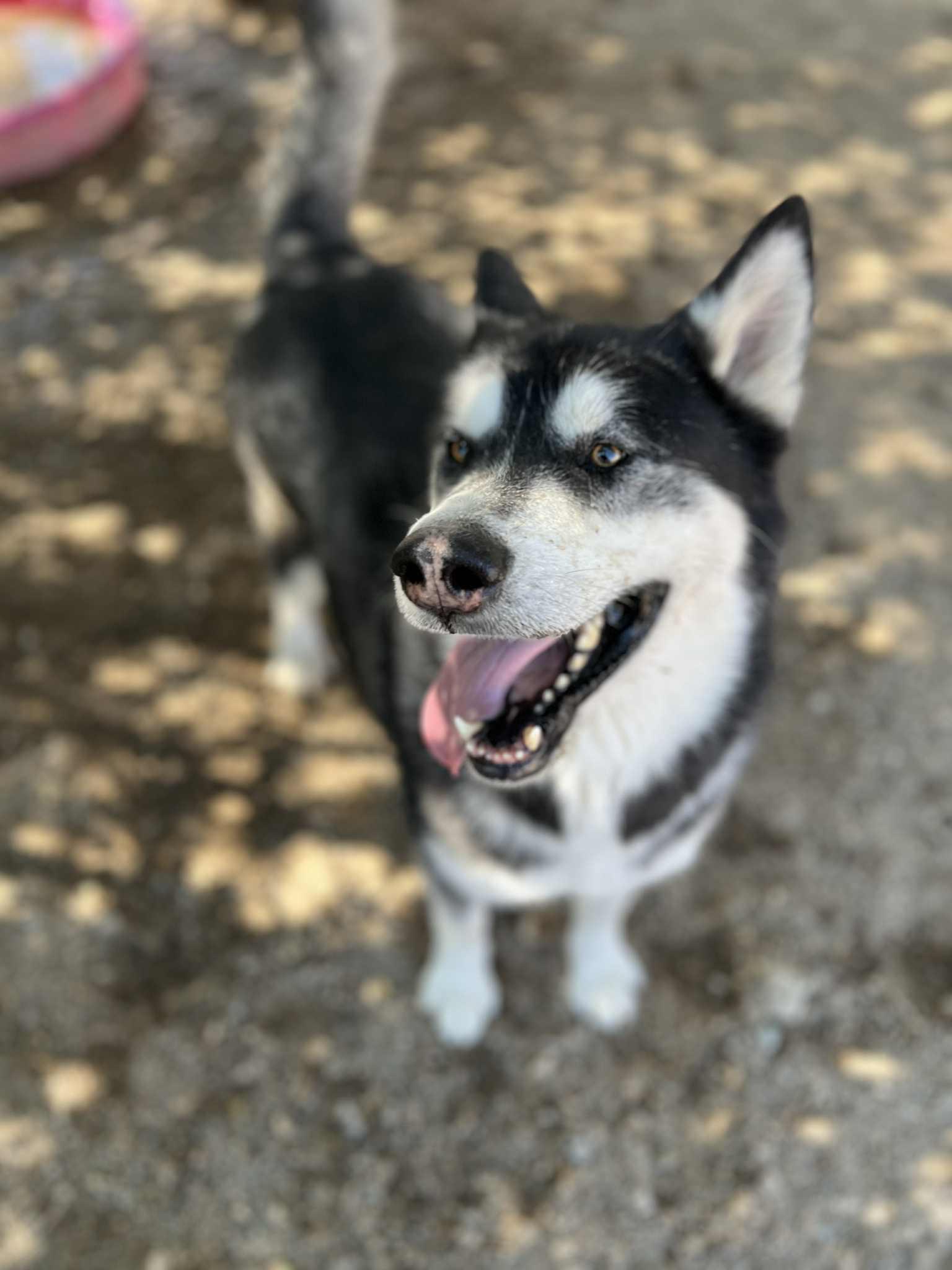 Enlarge Ryker, a Adoptable Alaskan Malamute in Silver Springs, NV image 2/6